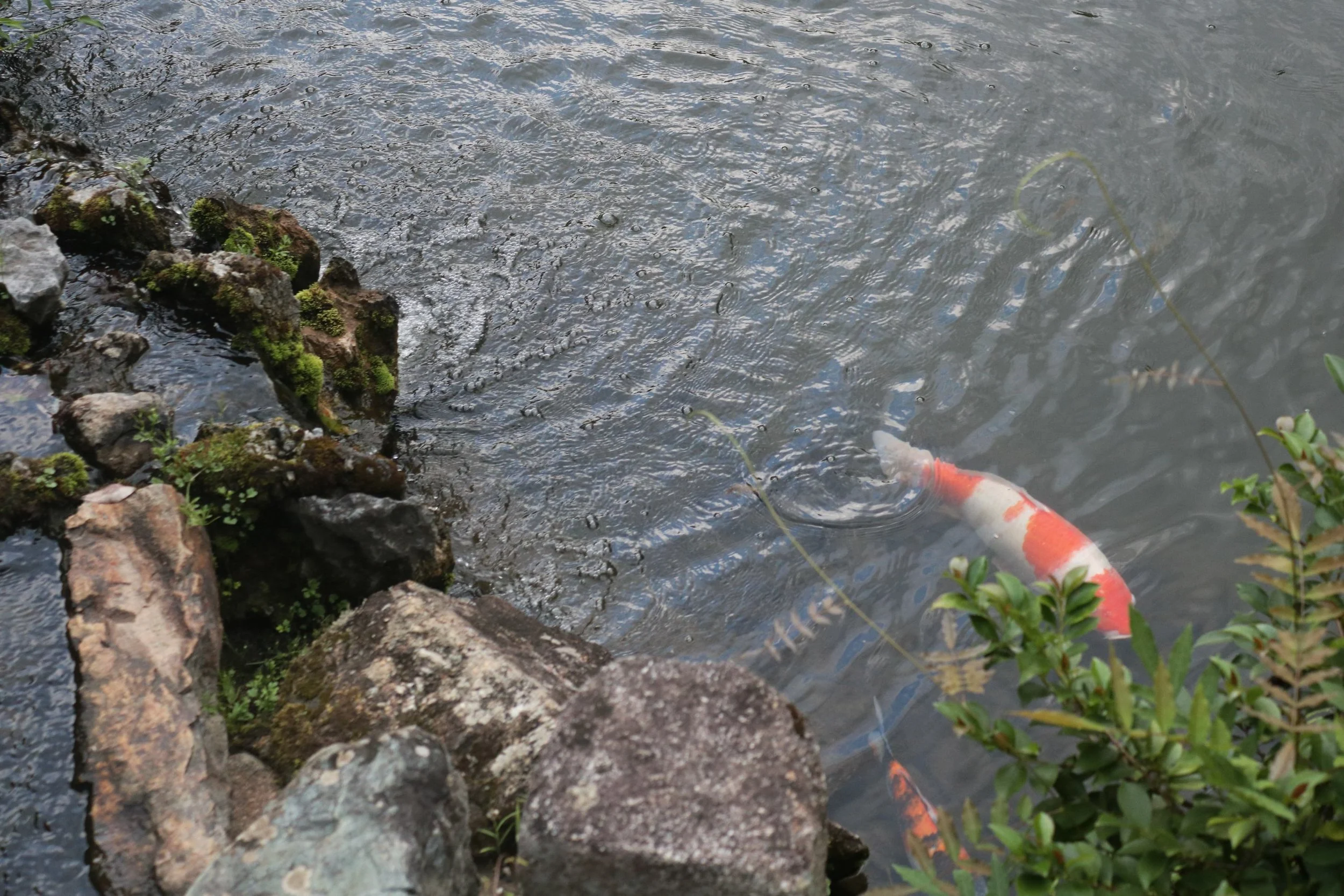 japanese-gardens-private-tour-koi.JPG