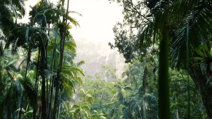 Last bit of Australia content (for now😌)
Still moments while hiking the Minyon Falls and Blue Mountains ⛰️