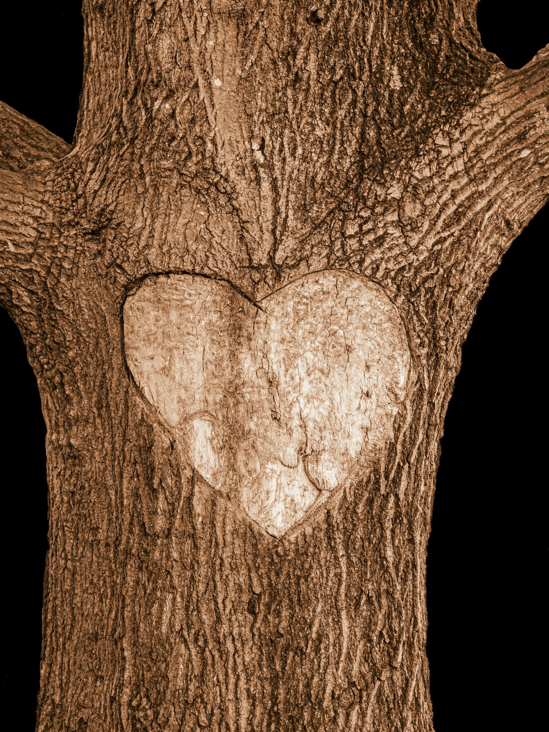 Tree trunk with heart-shaped carving in the center.