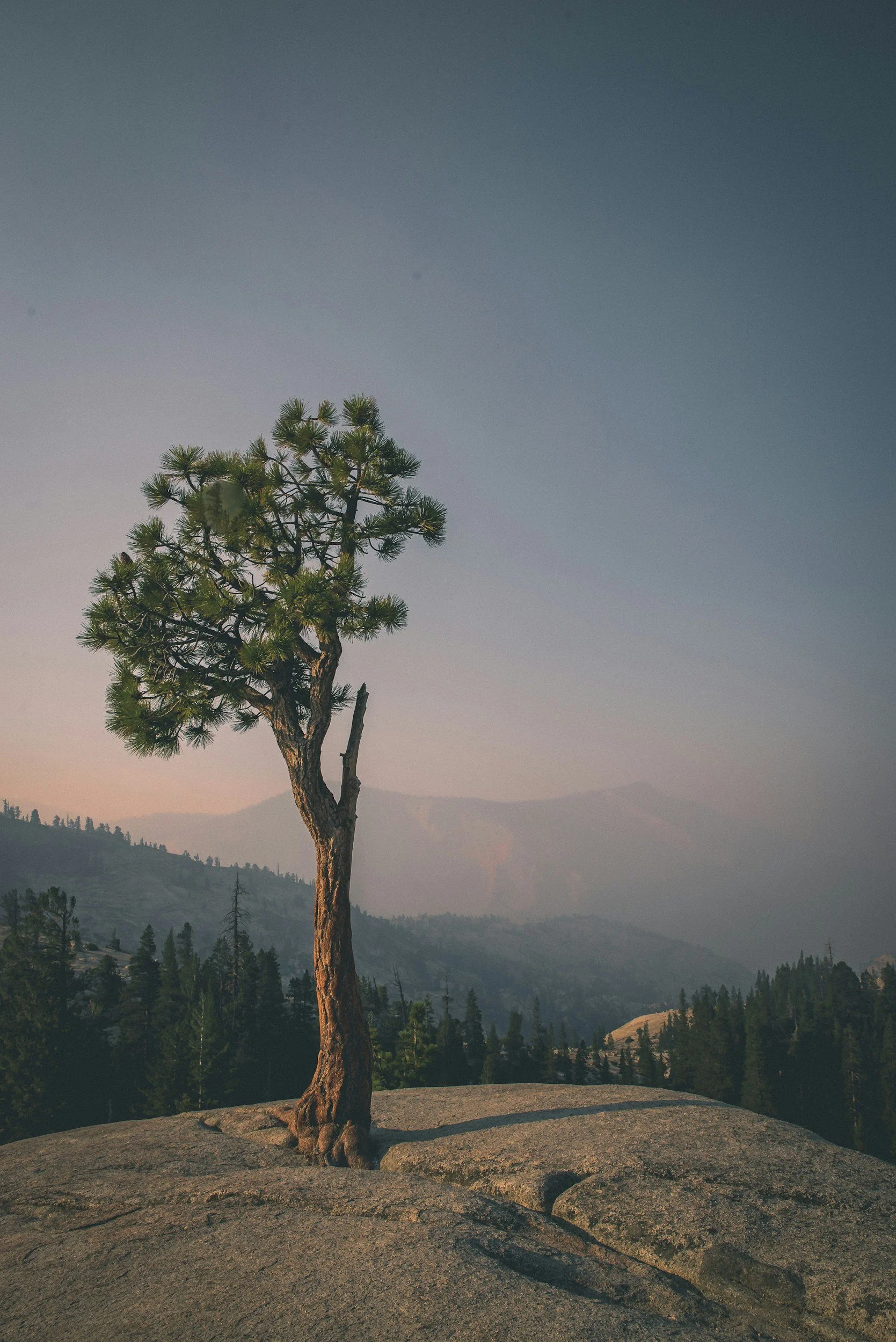 A lone pine tree growing on a large granite rock with a mountainous landscape and forest in the background, under a clear sky.