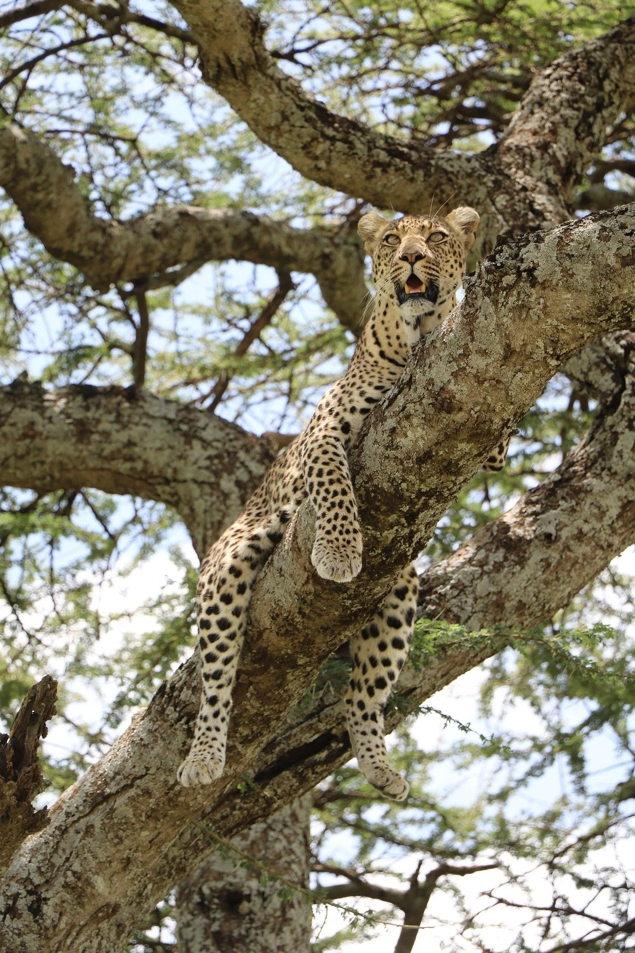 A leopard perched on a tree branch