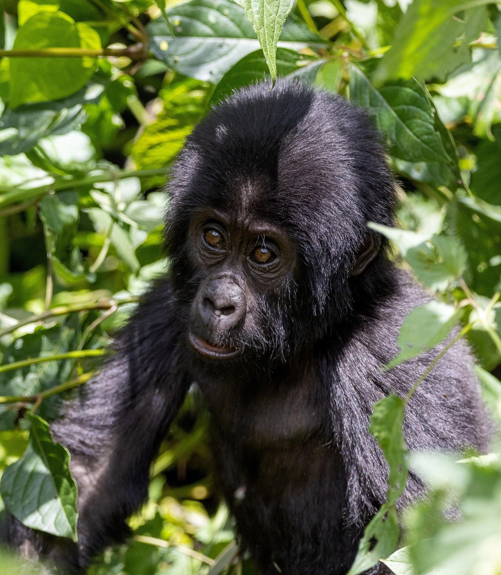 Young black Mountain Gorilla with curly fur and expressive eyes in dense green foliage.