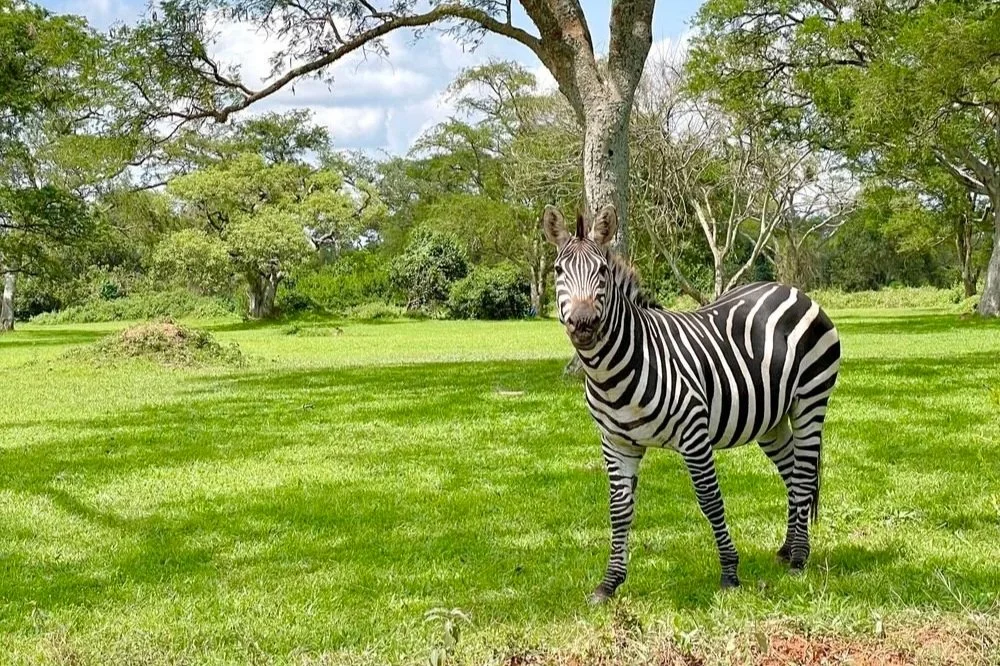 A zebra standing on green grass in a park with trees and clouds in the background.