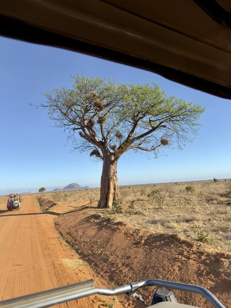 Tree with sparse green leaves and numerous bird nests on branches in a dry, open landscape with a dirt road and vehicles, seen from a vehicle window.