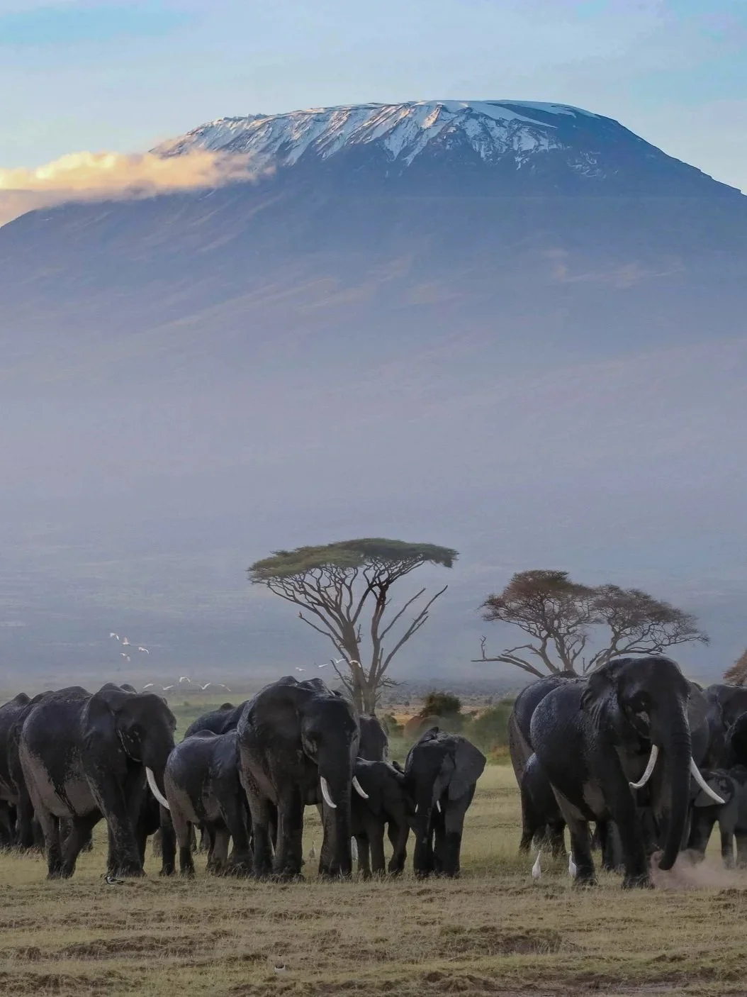 A herd of elephants walking across a plain with trees and Mount Kilimanjaro in the background.