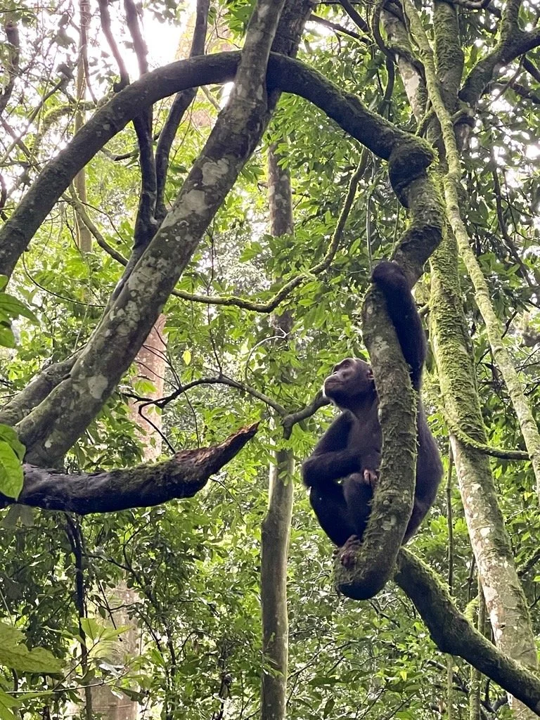 Young gorilla sitting on a tree branch in a dense jungle, looking upwards.