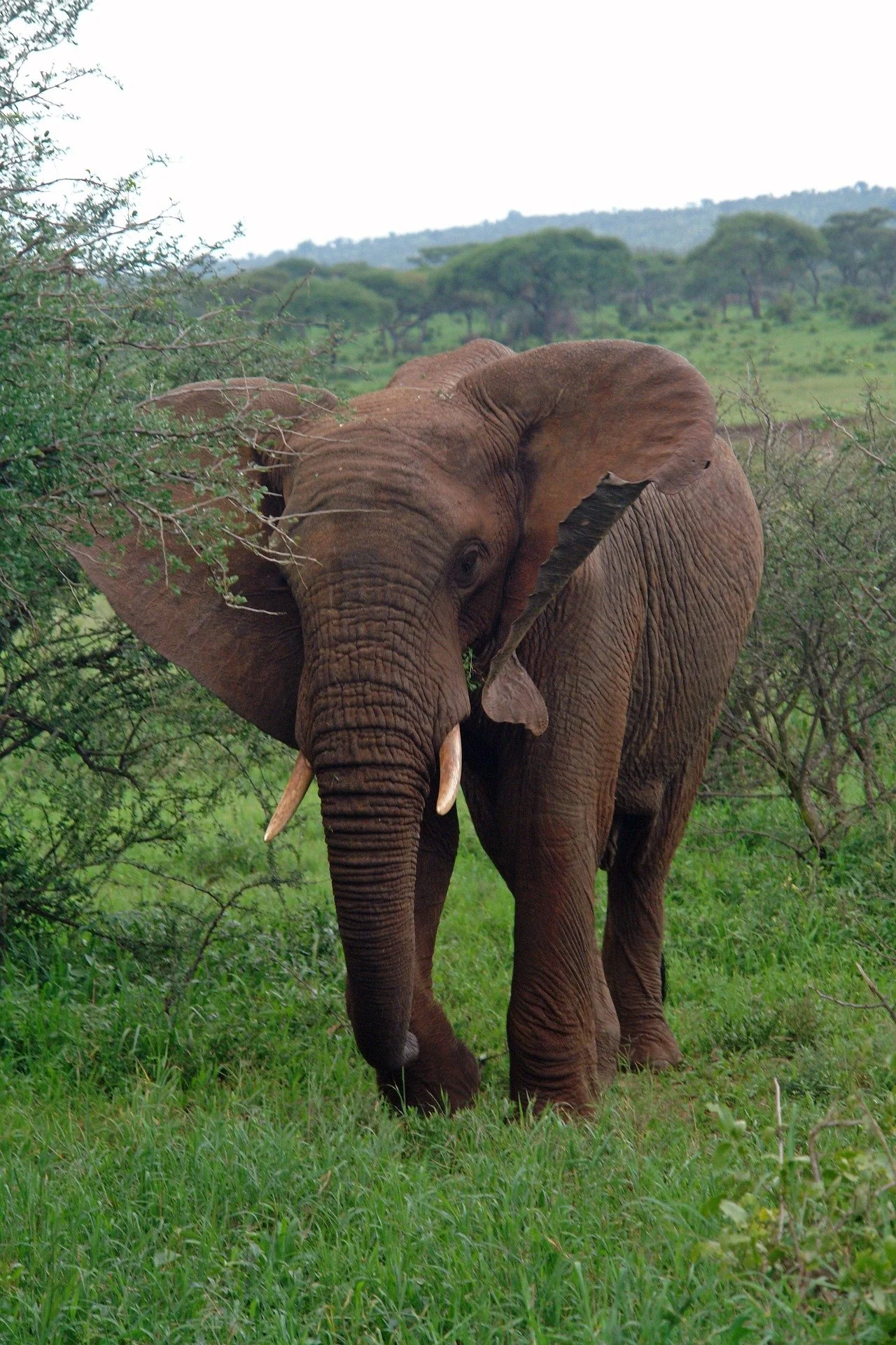 An adult elephant standing on grass in a green savannah, partially obscured by bushes, with trees in the background.
