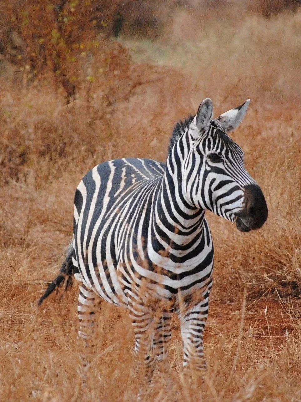 A zebra standing in dry grassland with a blurred background of similar terrain and vegetation.