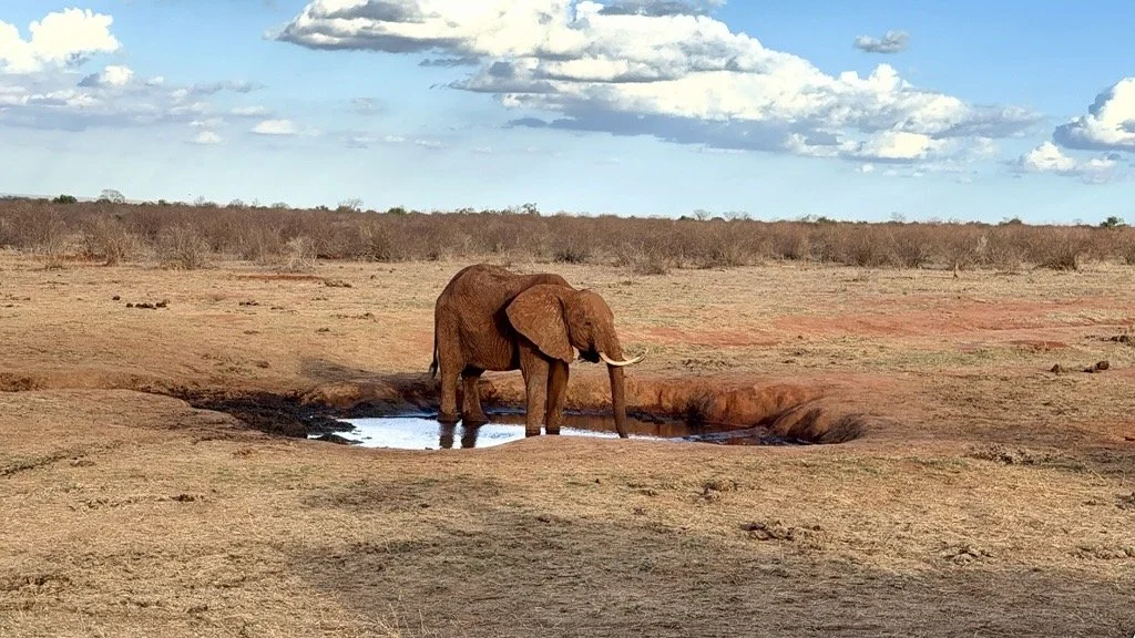 An African elephant standing in a waterhole in a dry savannah landscape under a partly cloudy sky.