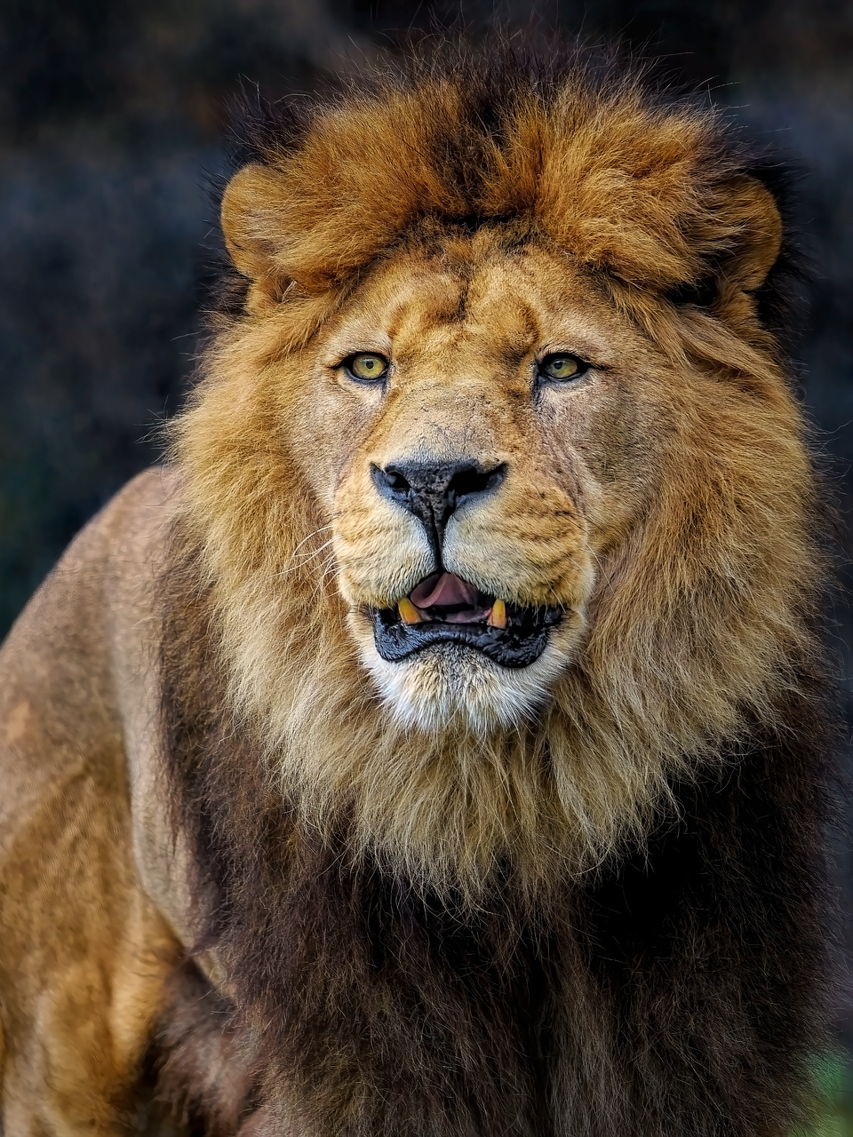 Close-up of a male lion with a golden mane, looking directly at the camera with a slightly open mouth showing teeth.