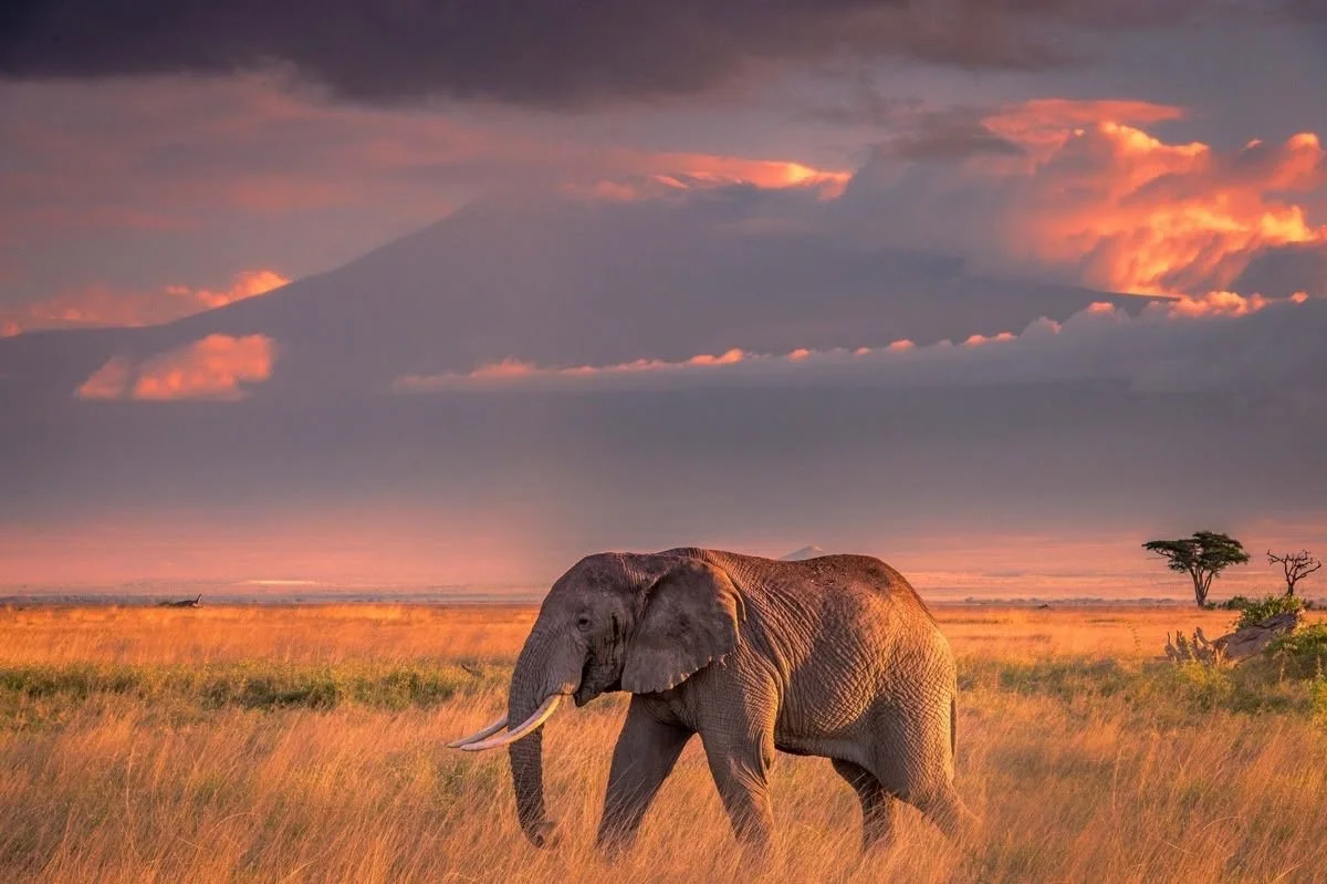 An elephant walking across a vast open grassland at sunset with clouds and a distant mountain in the background.