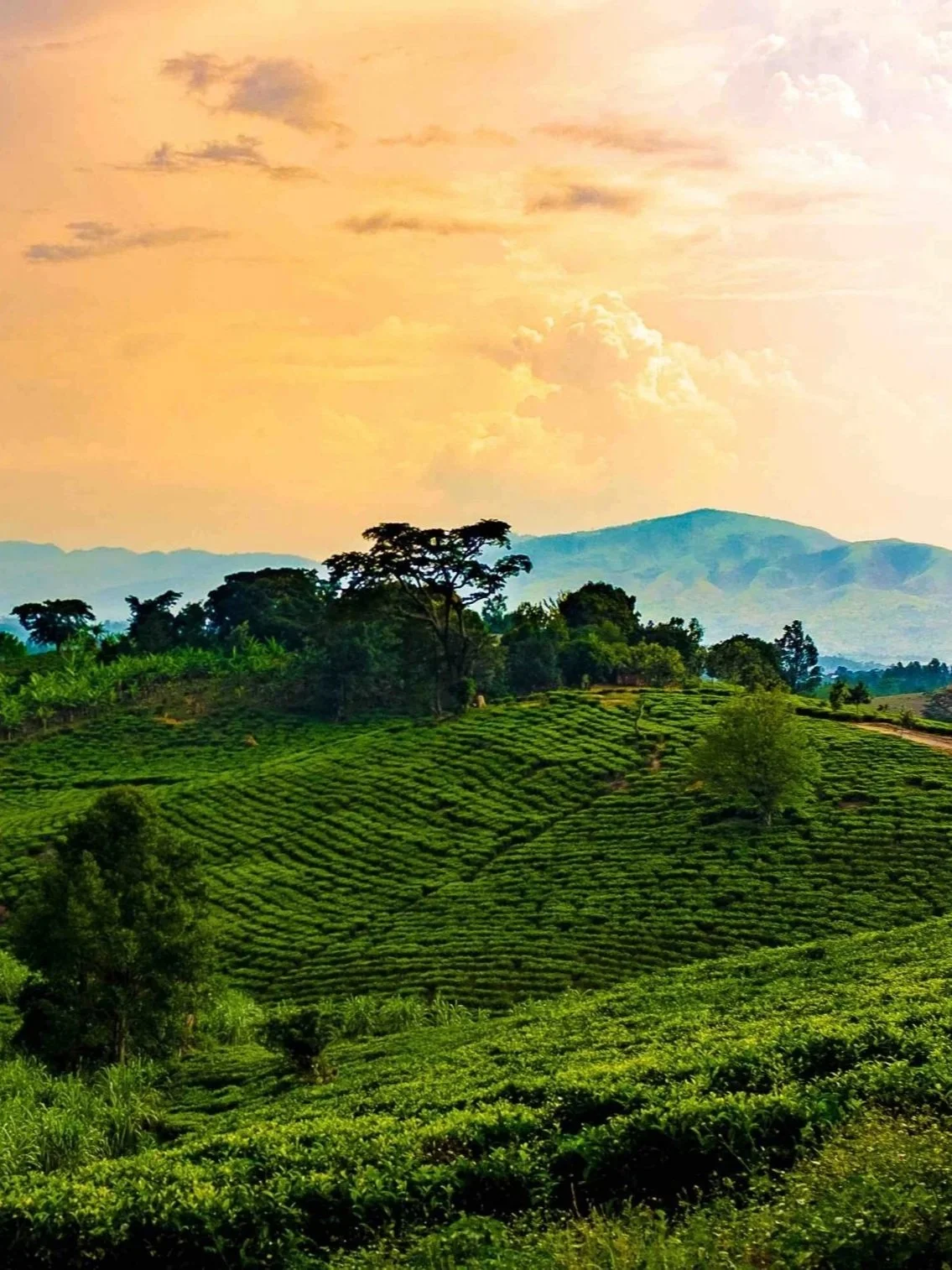 A scenic landscape of lush green hills with trees and a mountain range in the background under a sky with orange and yellow hues.