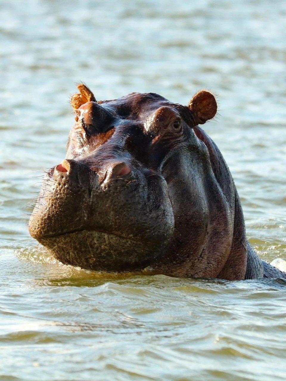 Close-up of a hippopotamus partially submerged in water.