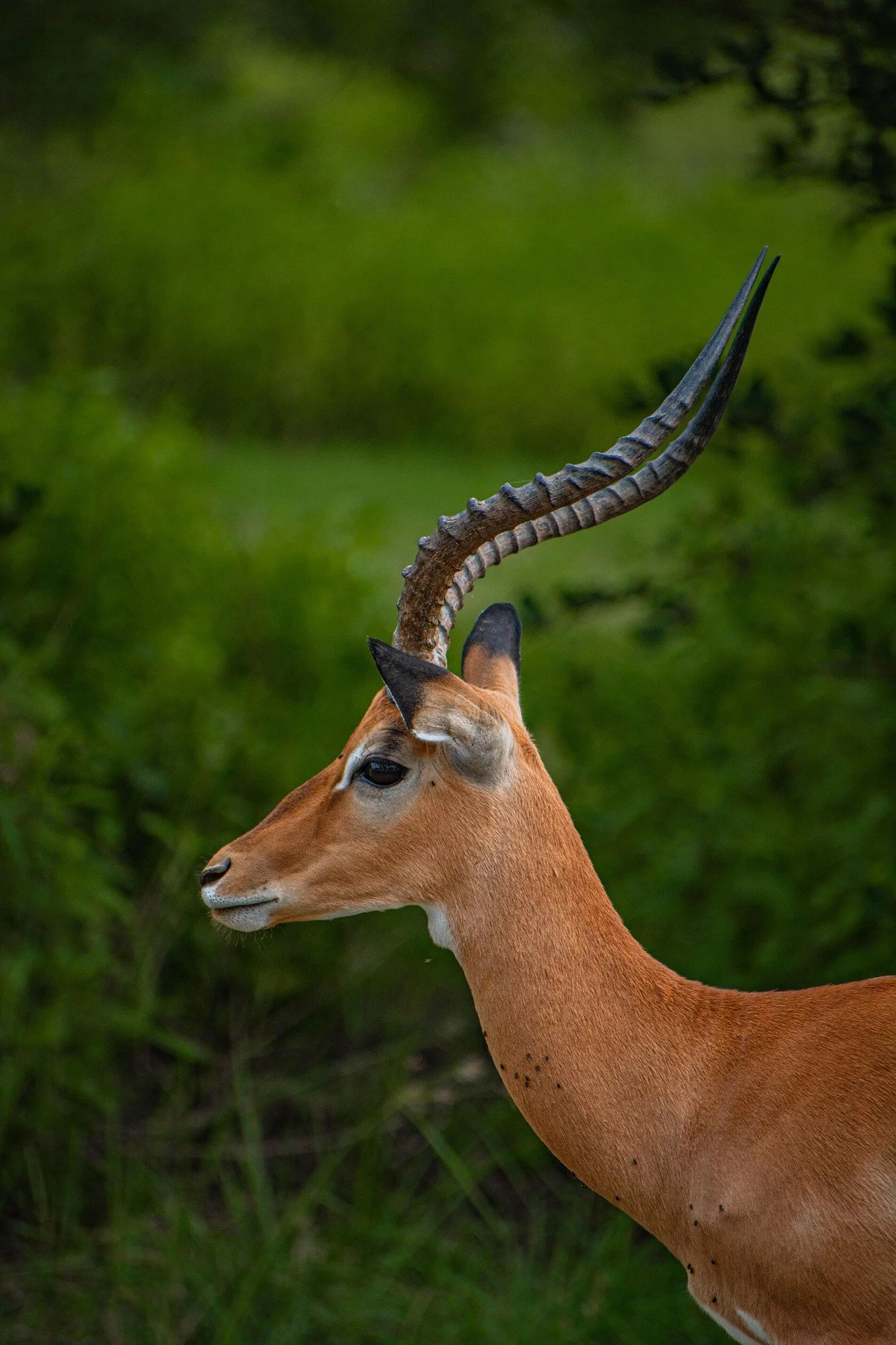 Close-up of an antelope with a light brown body and long, curved, ridged horns, standing against green foliage.
