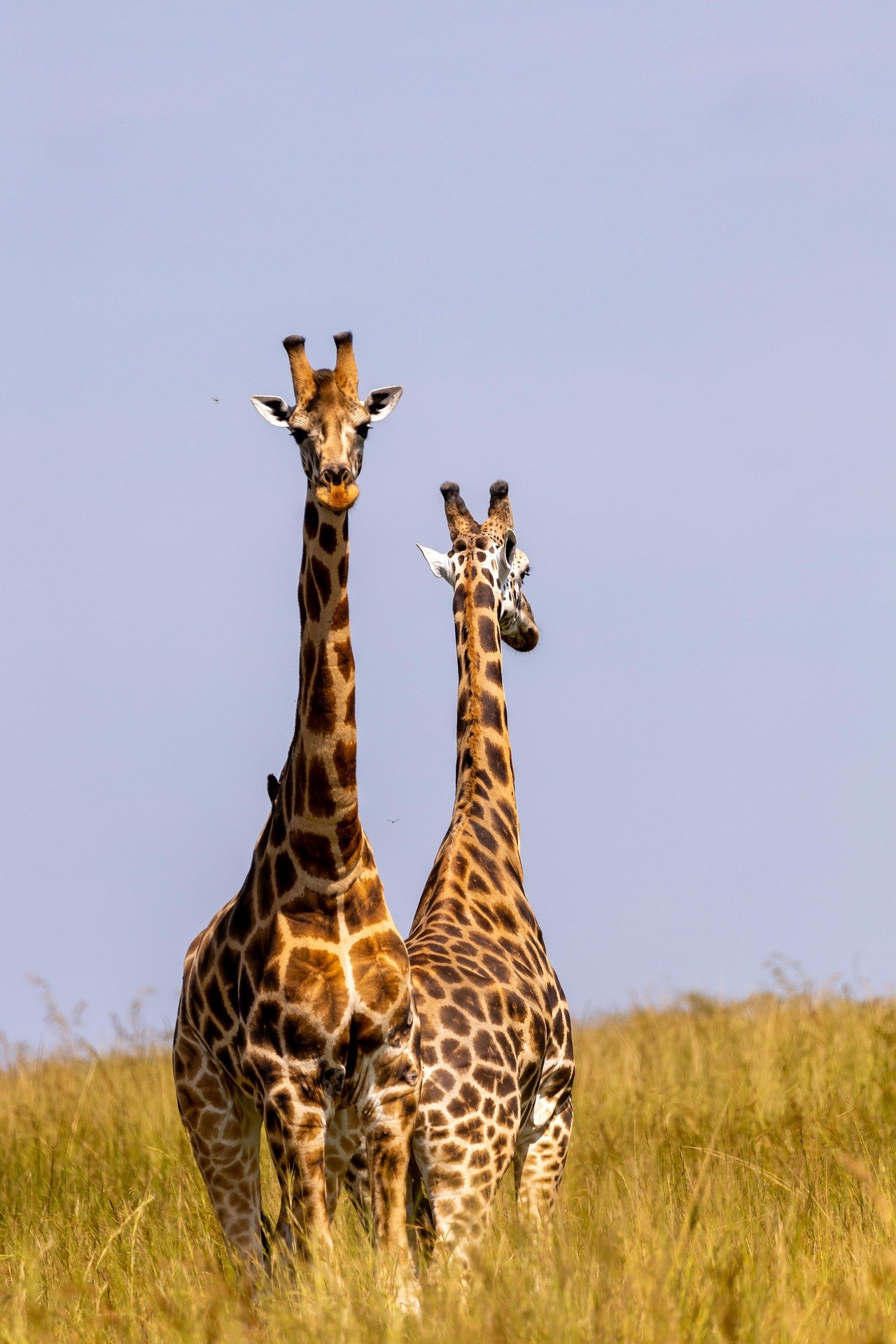 Two giraffes standing in a grassy plain under a cloudy sky.