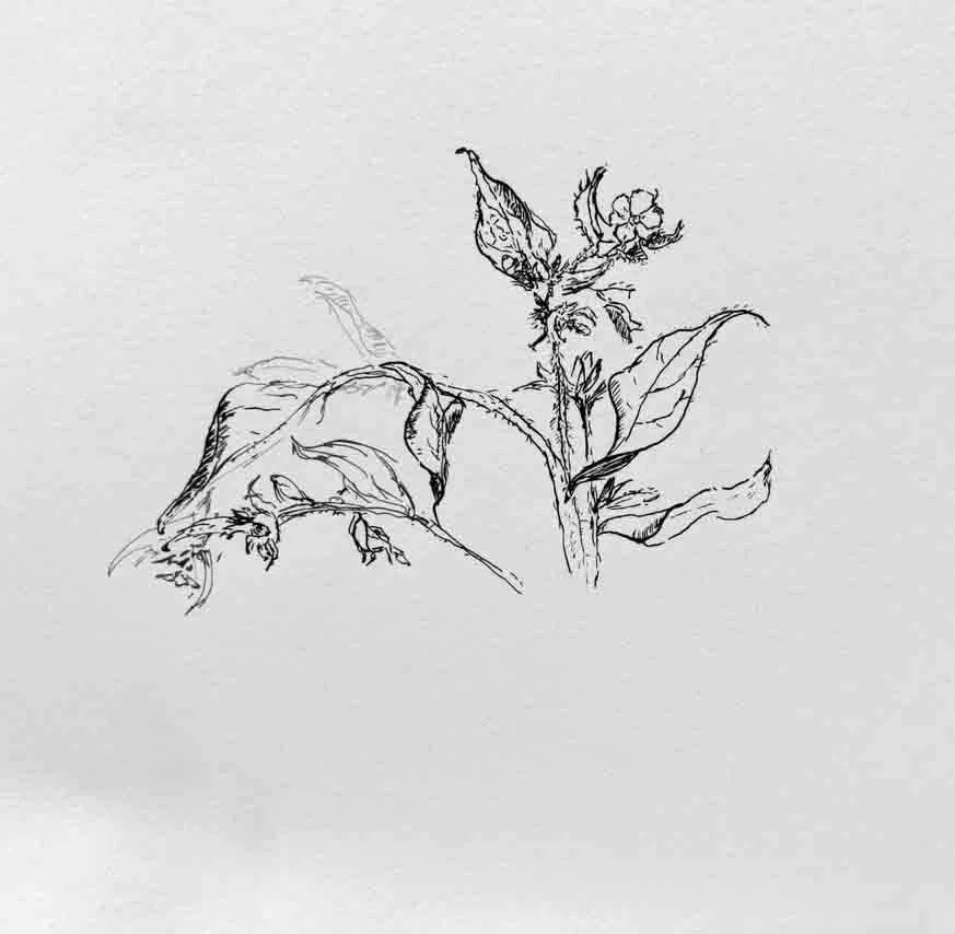 David Barron @mothsailor Mindful Still Life