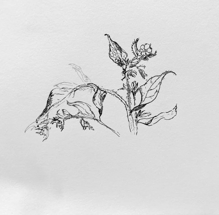 David Barron @mothsailor Mindful Still Life