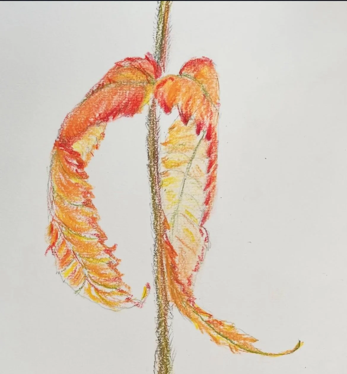 Emma @emmanicholson2 Mindful Still Life