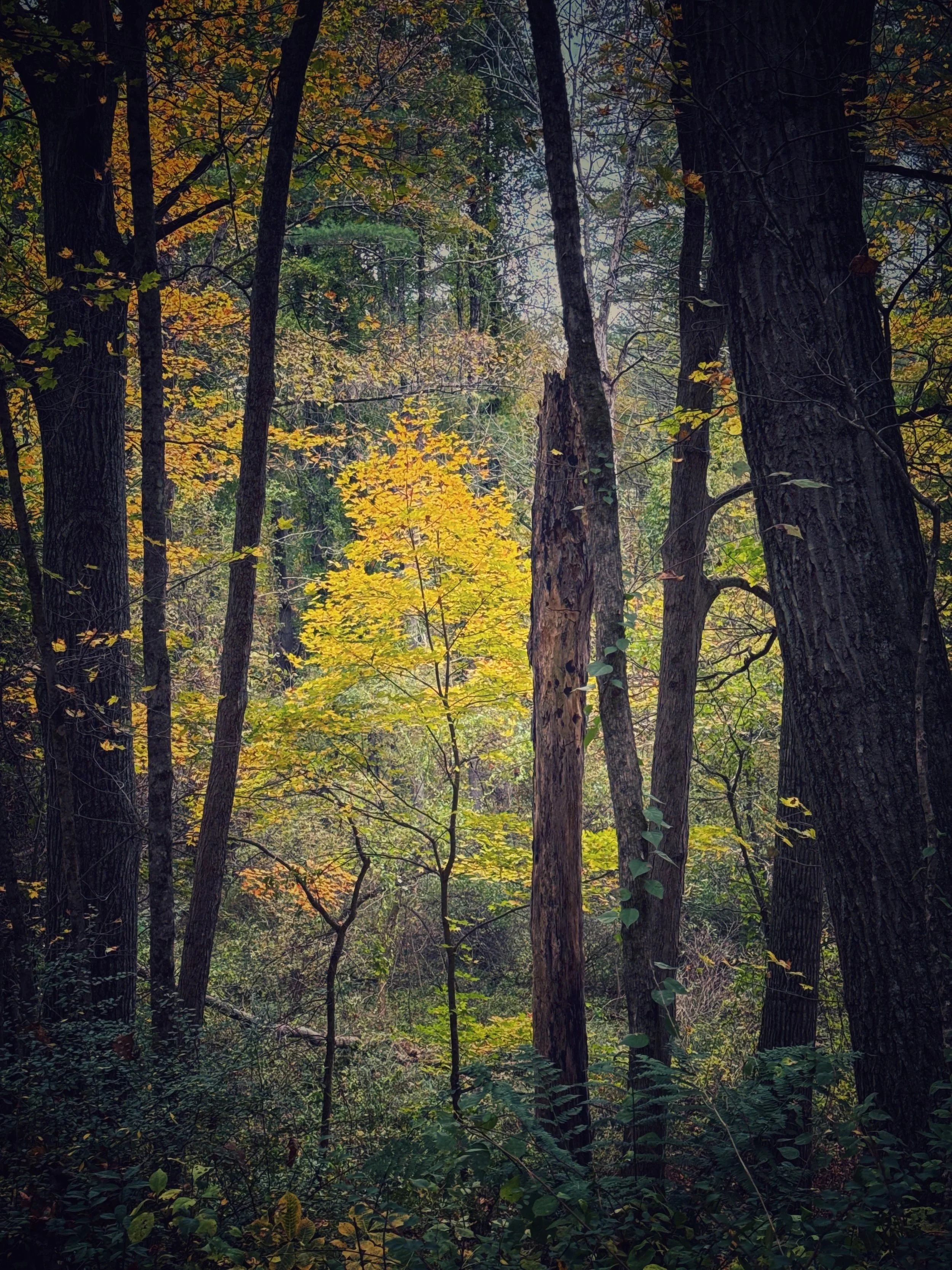 Dense forest with tall trees, some with dark bark, and green and yellow foliage, underbrush, and a small clearing in the background.