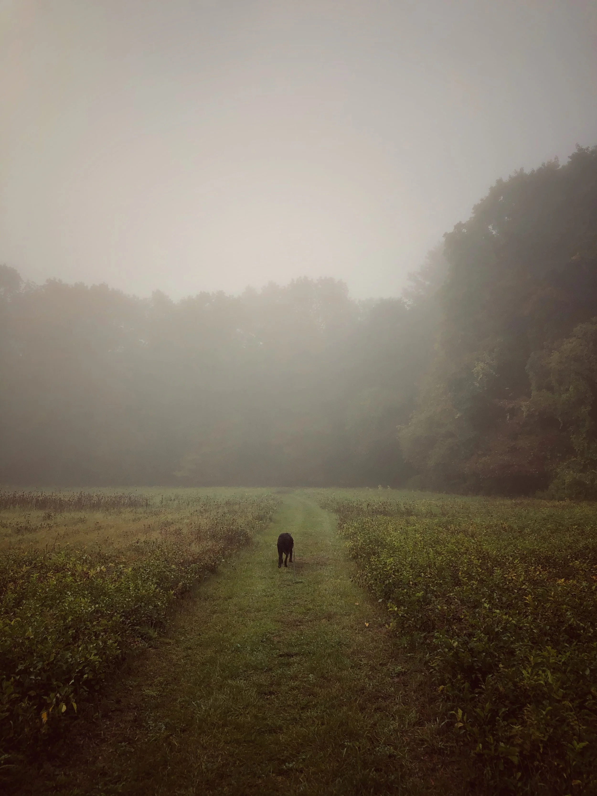 A foggy field with a grassy path running through the middle, flanked by bushes on both sides, and a lone black dog walking on the path with trees in the background.