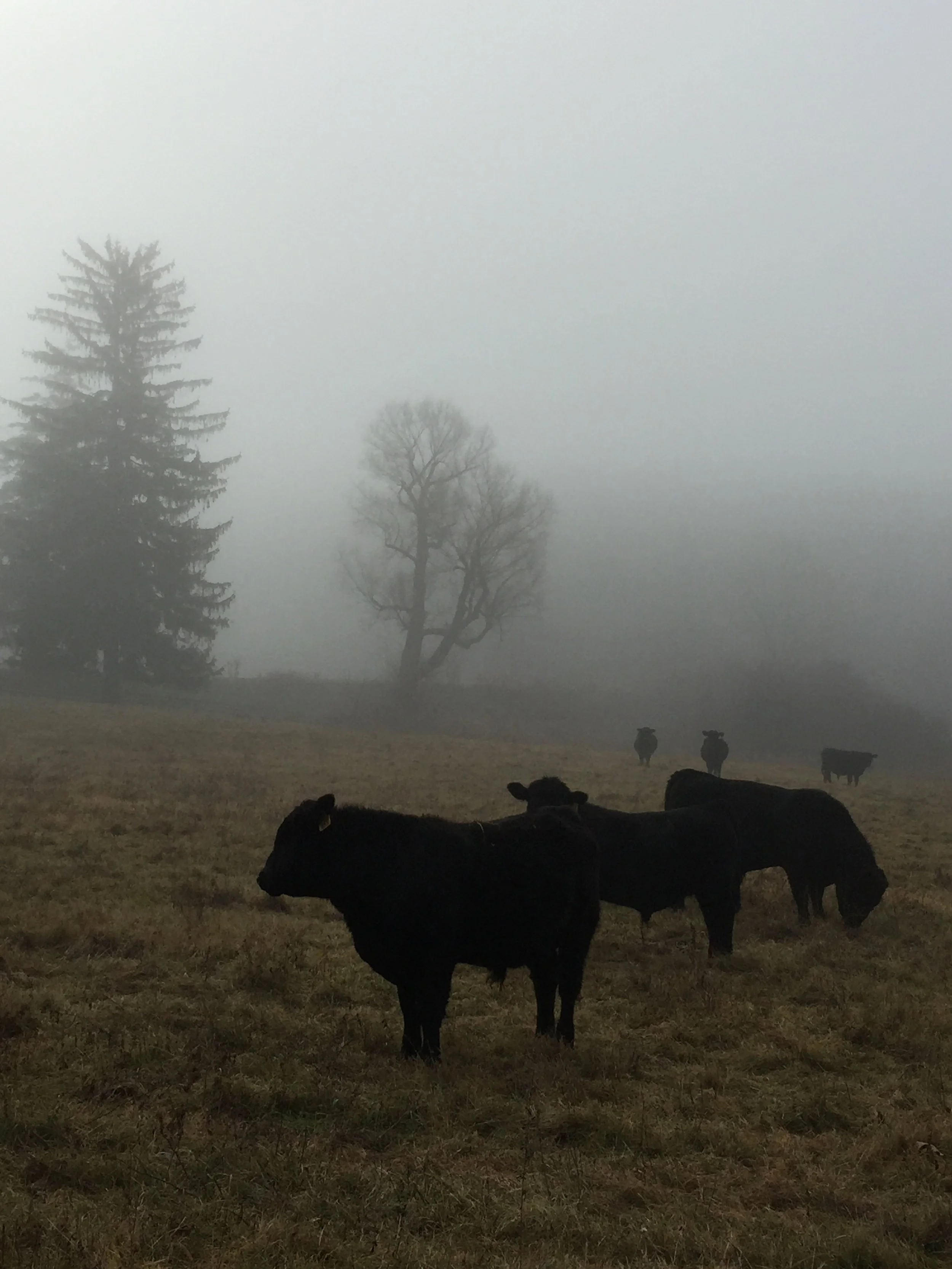 millbrook new york
