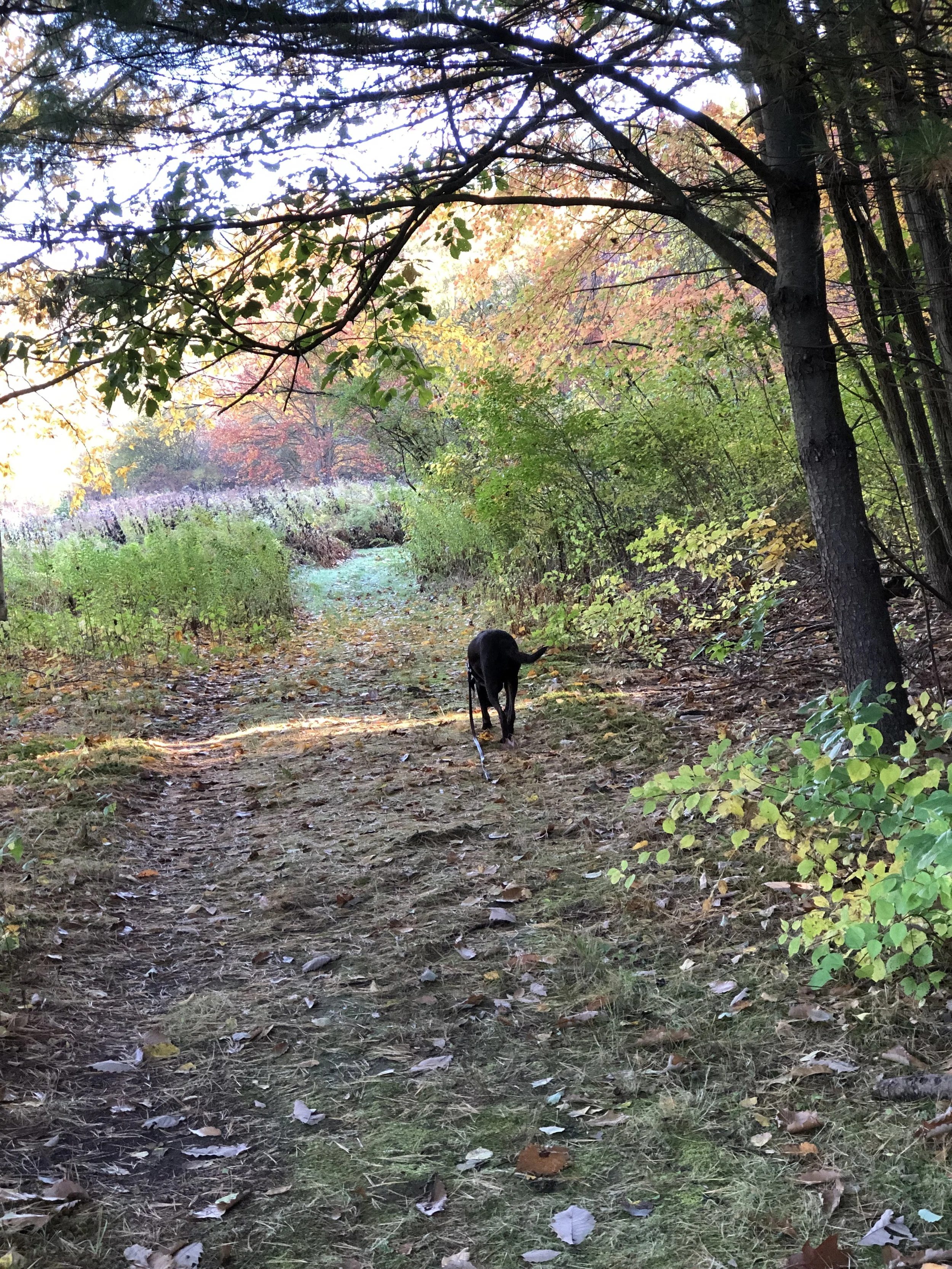 A black dog on a leash walking on a dirt trail through a forest with trees and fall foliage.