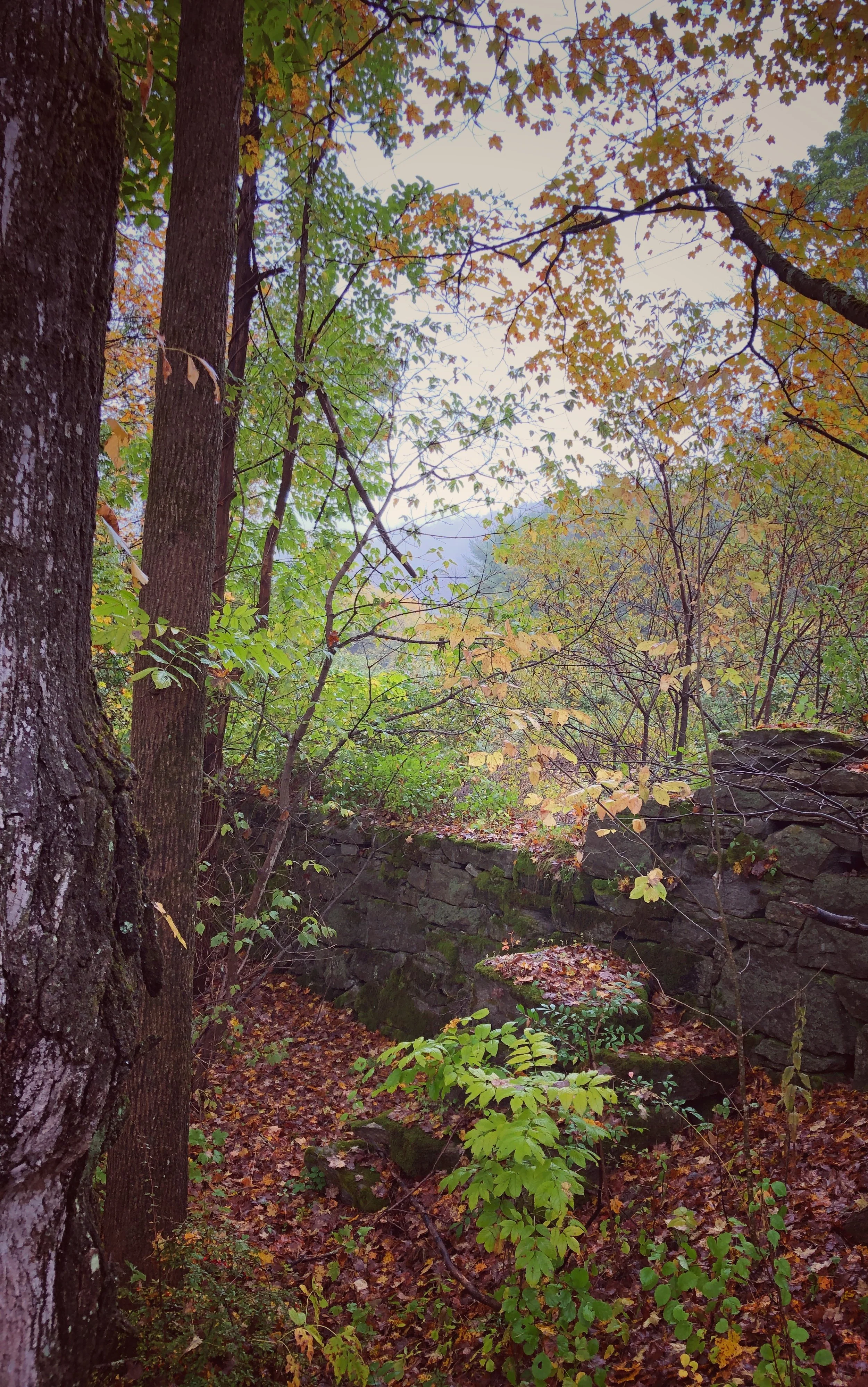 A forest scene with trees, fallen leaves, and a stone wall, during autumn.