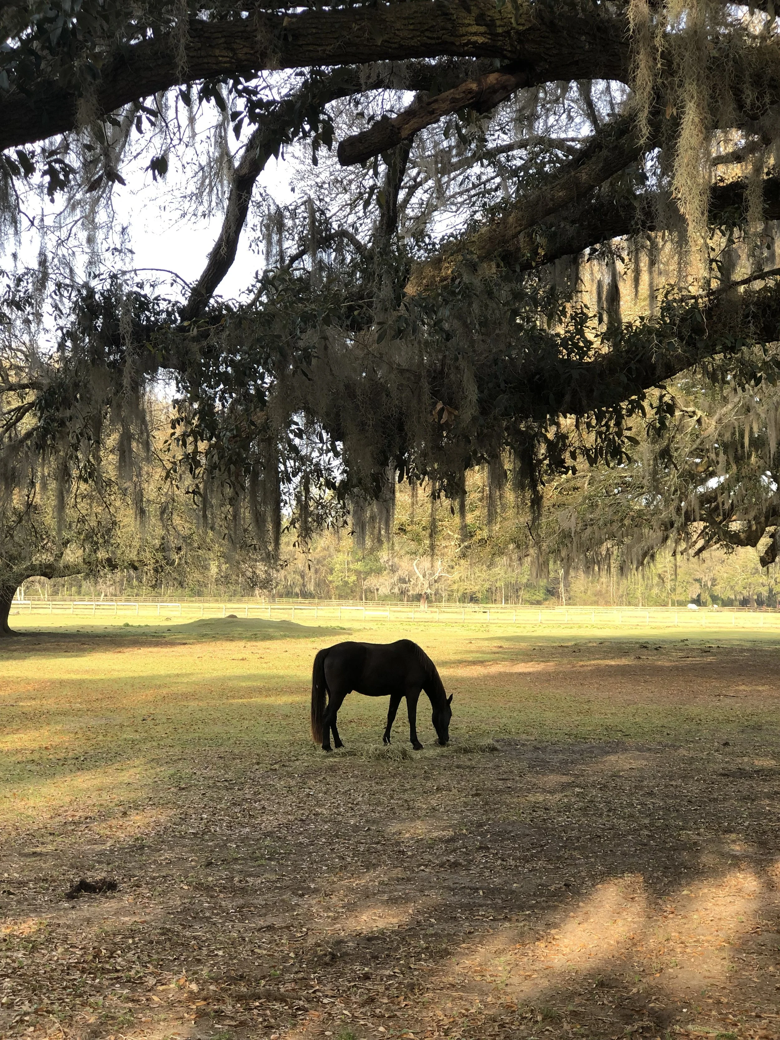 charleston south carolina