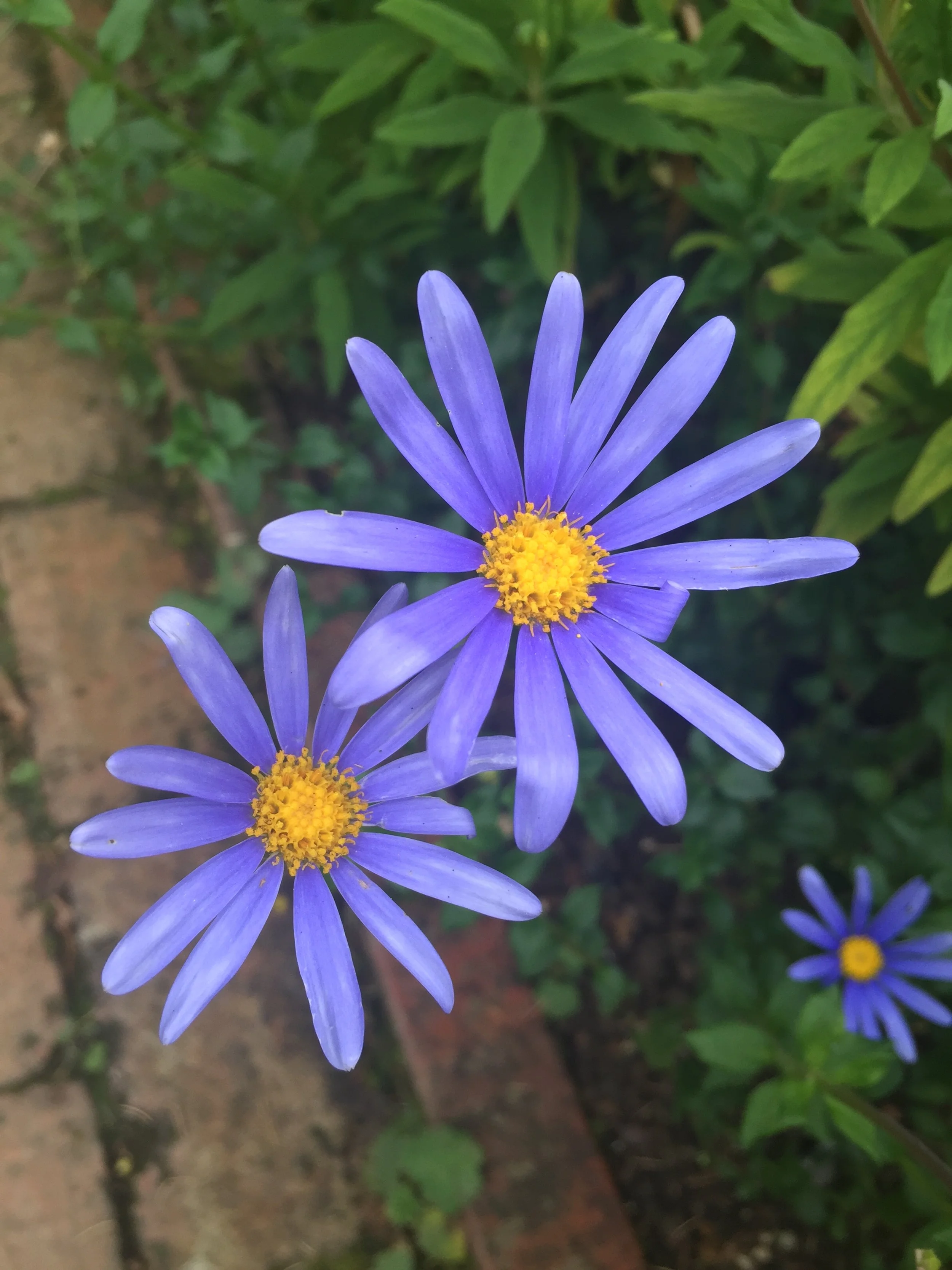 flowers over brick path english garden cotswolds