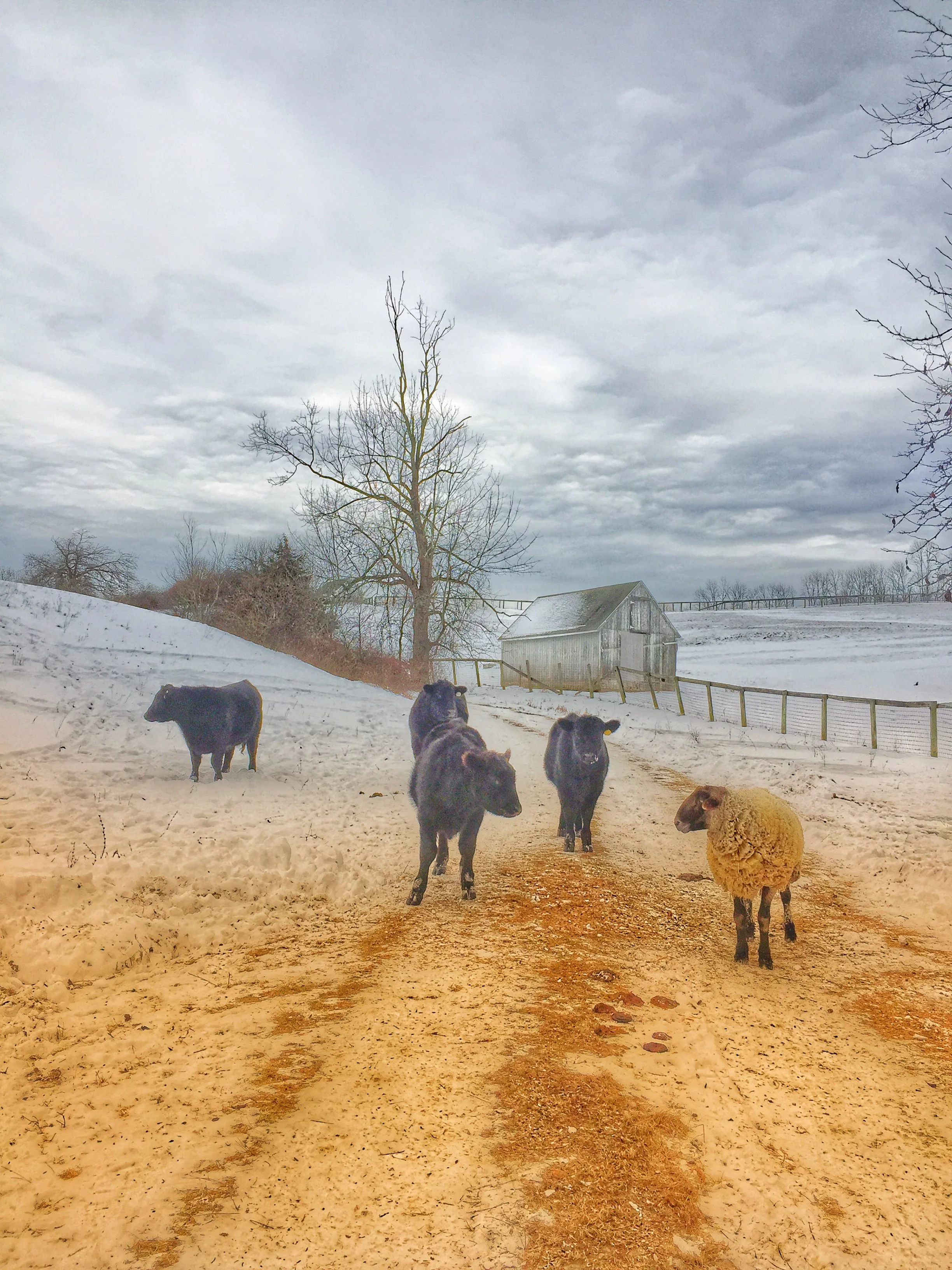 amenia new york