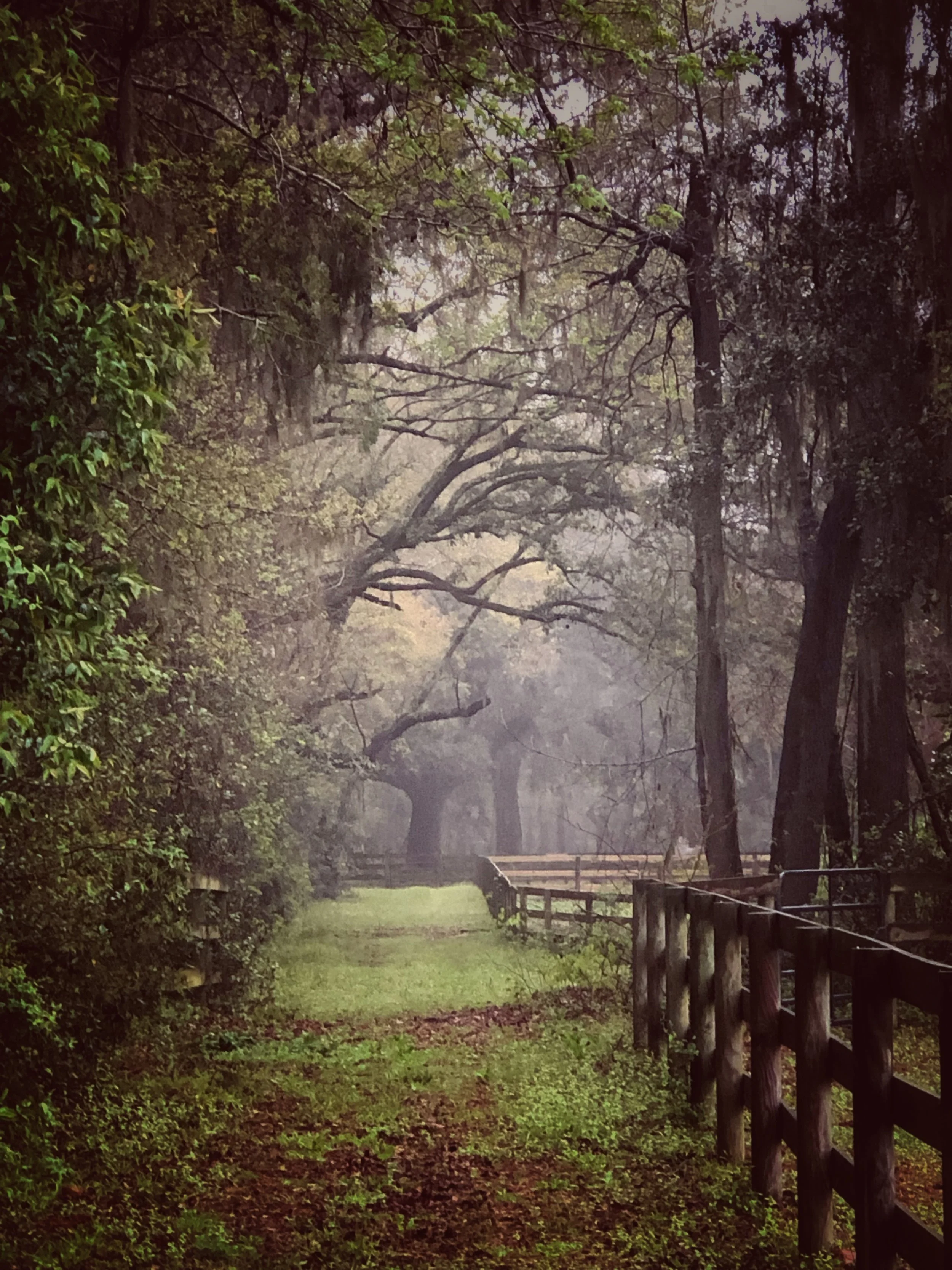 horse farm, charleston south carolina