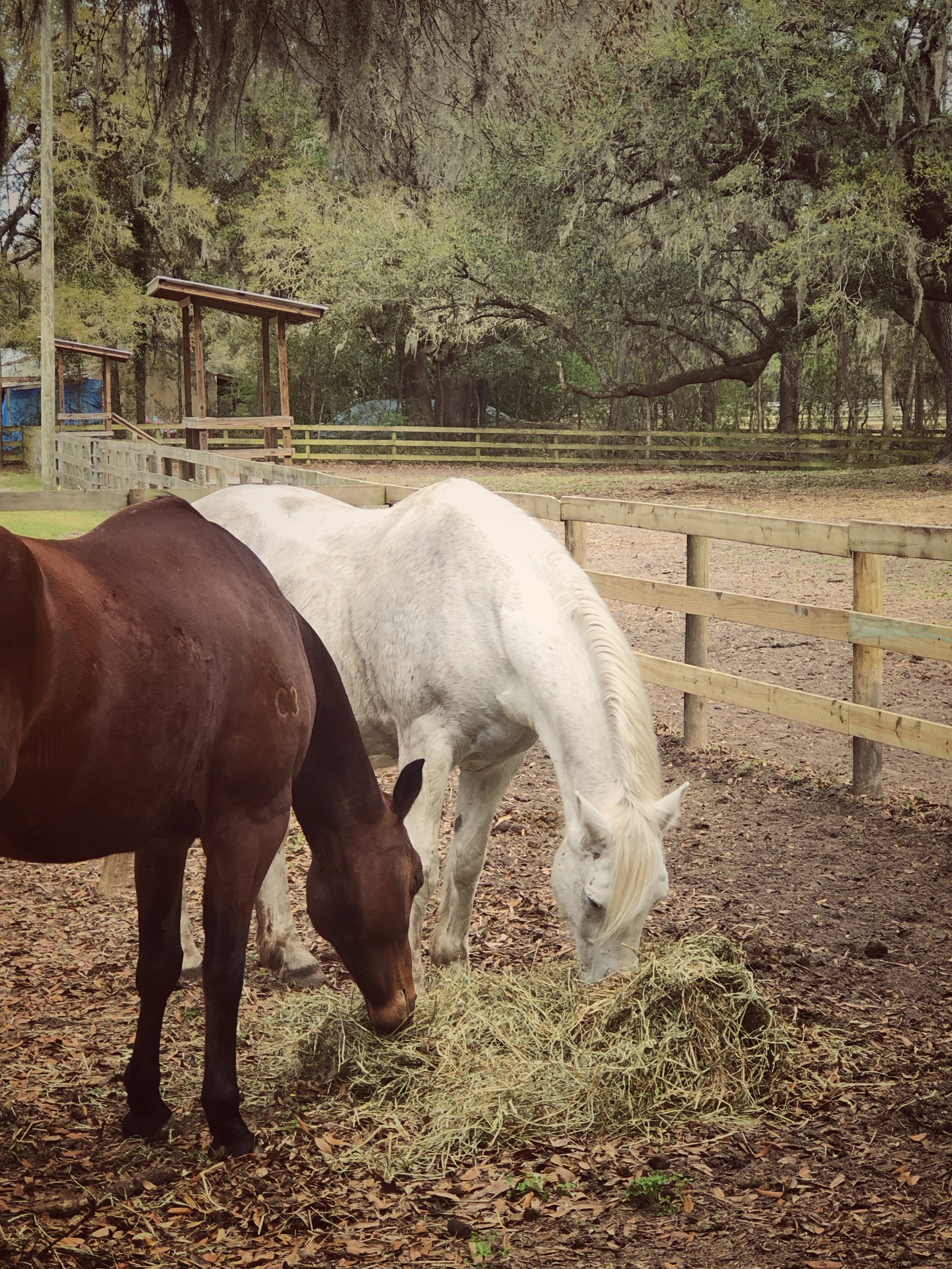 Two horses, one brown and one white, eating hay in a fenced outdoor area with trees in the background.