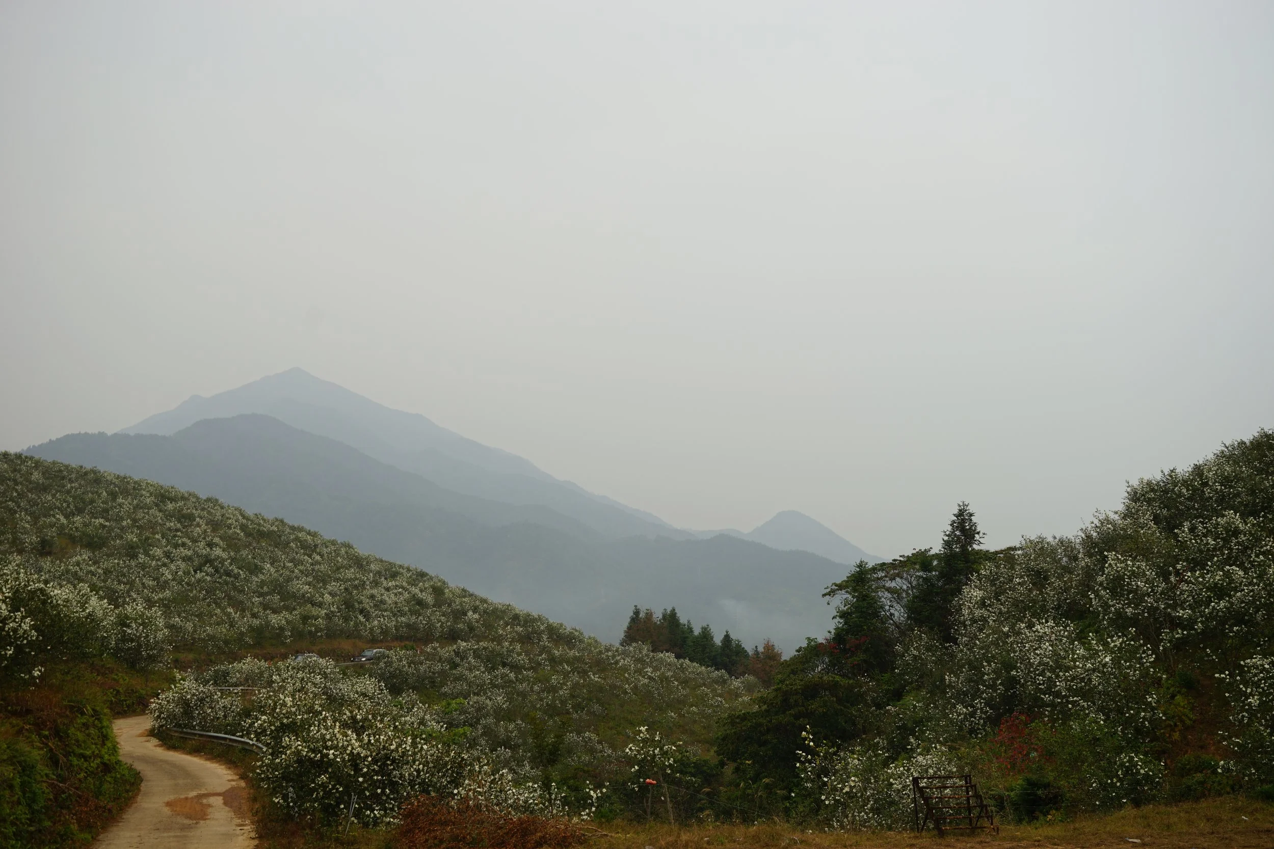 Hilly landscape with white flowering bushes, a winding dirt path, and distant misty mountains under a cloudy sky.