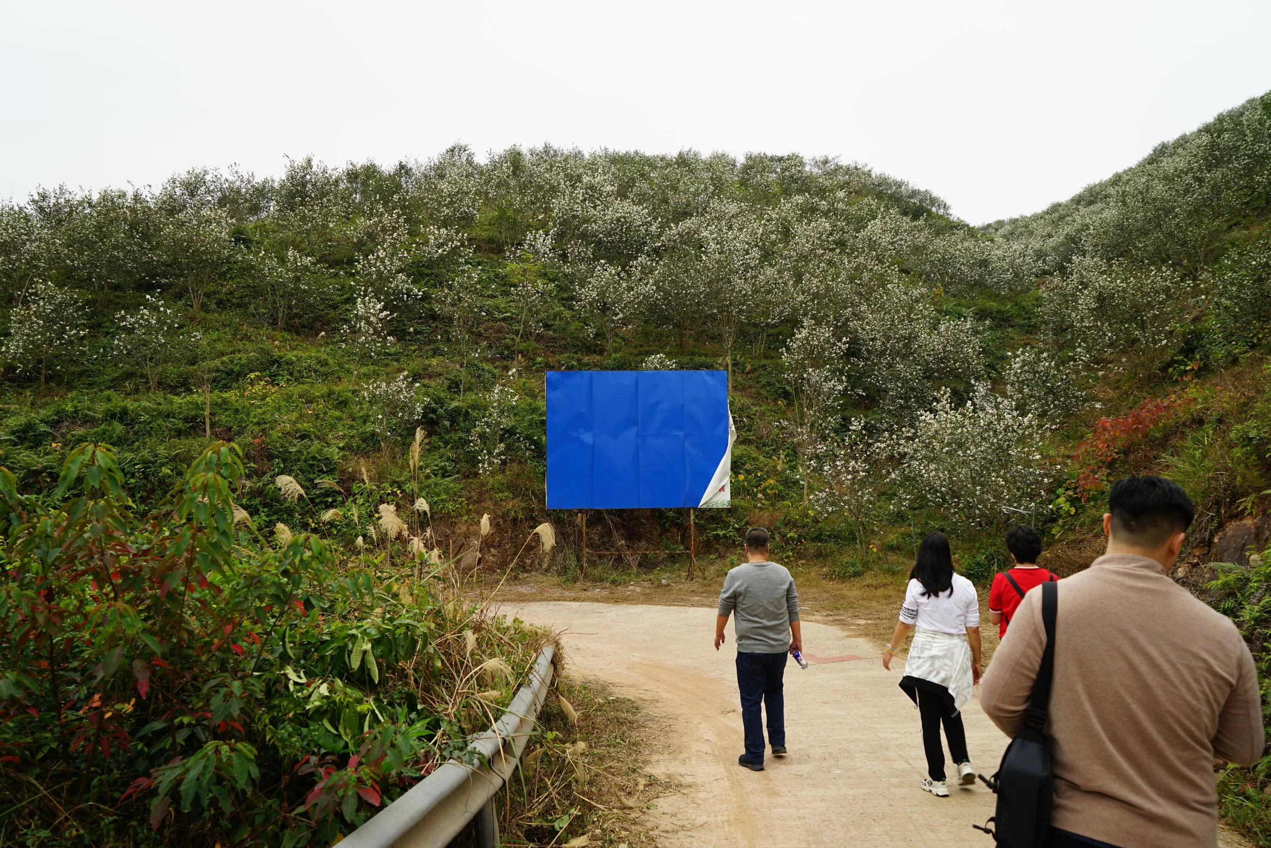 Four people walk on a dirt path through a hilly landscape with white flowering trees; a blue sign or banner hangs on the hillside.