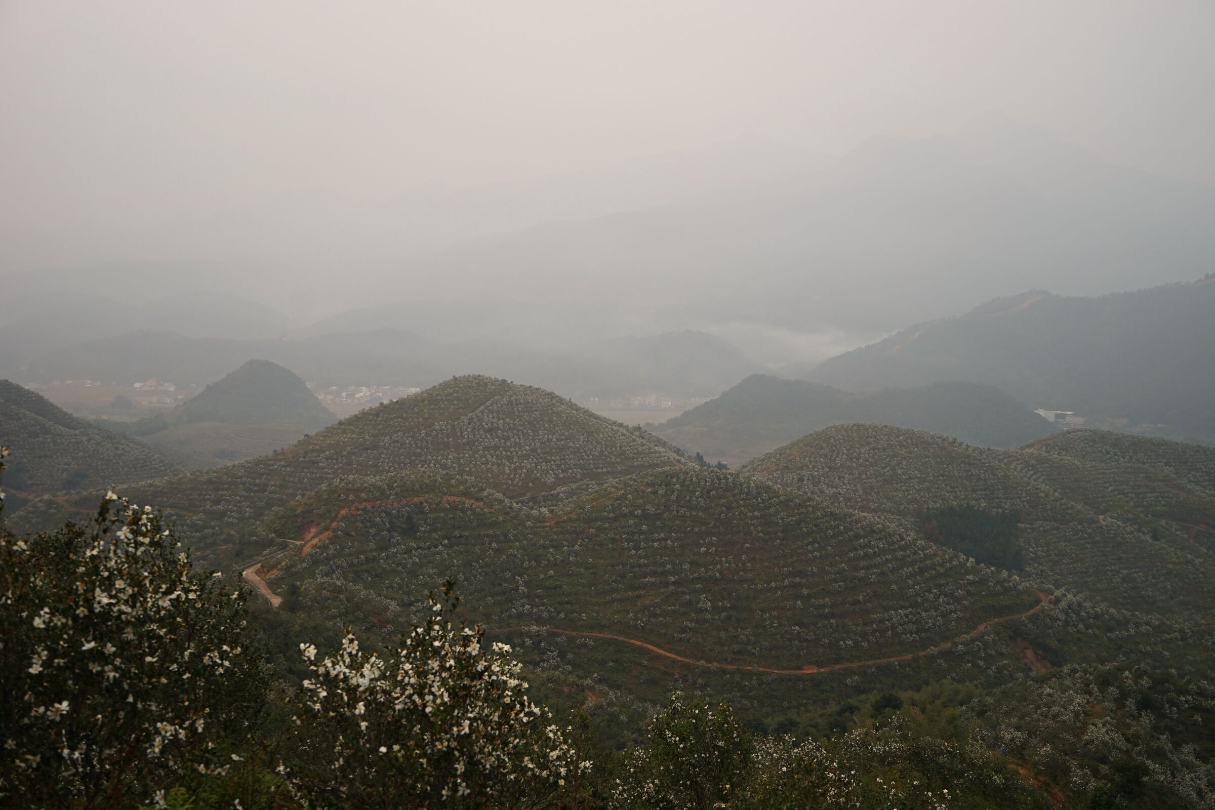 Oil-tea groves on the plantation in the Wanlv Lake water-source protection zone