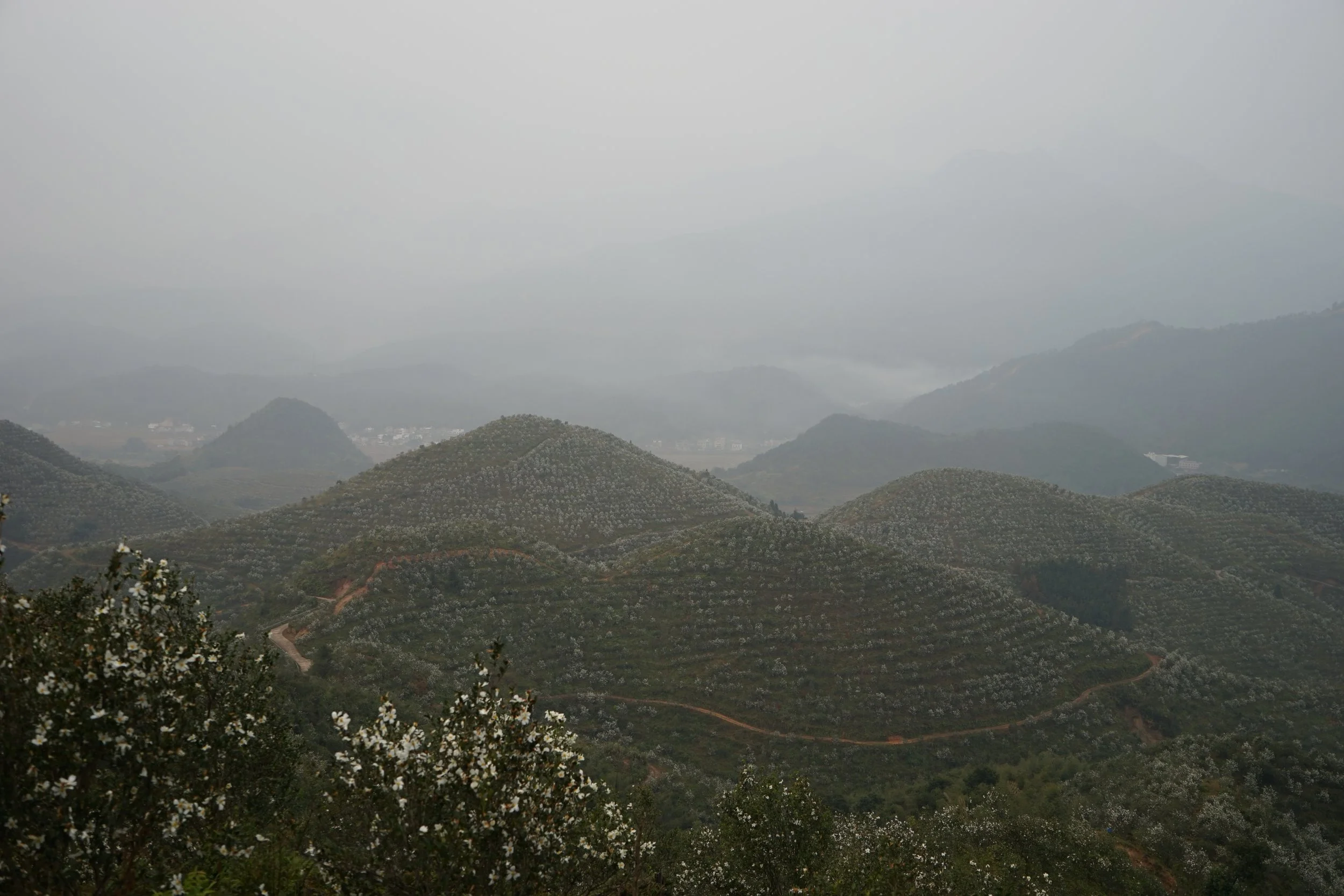 Hilly landscape with numerous small trees in bloom, winding dirt roads, and foggy mountains in the background.