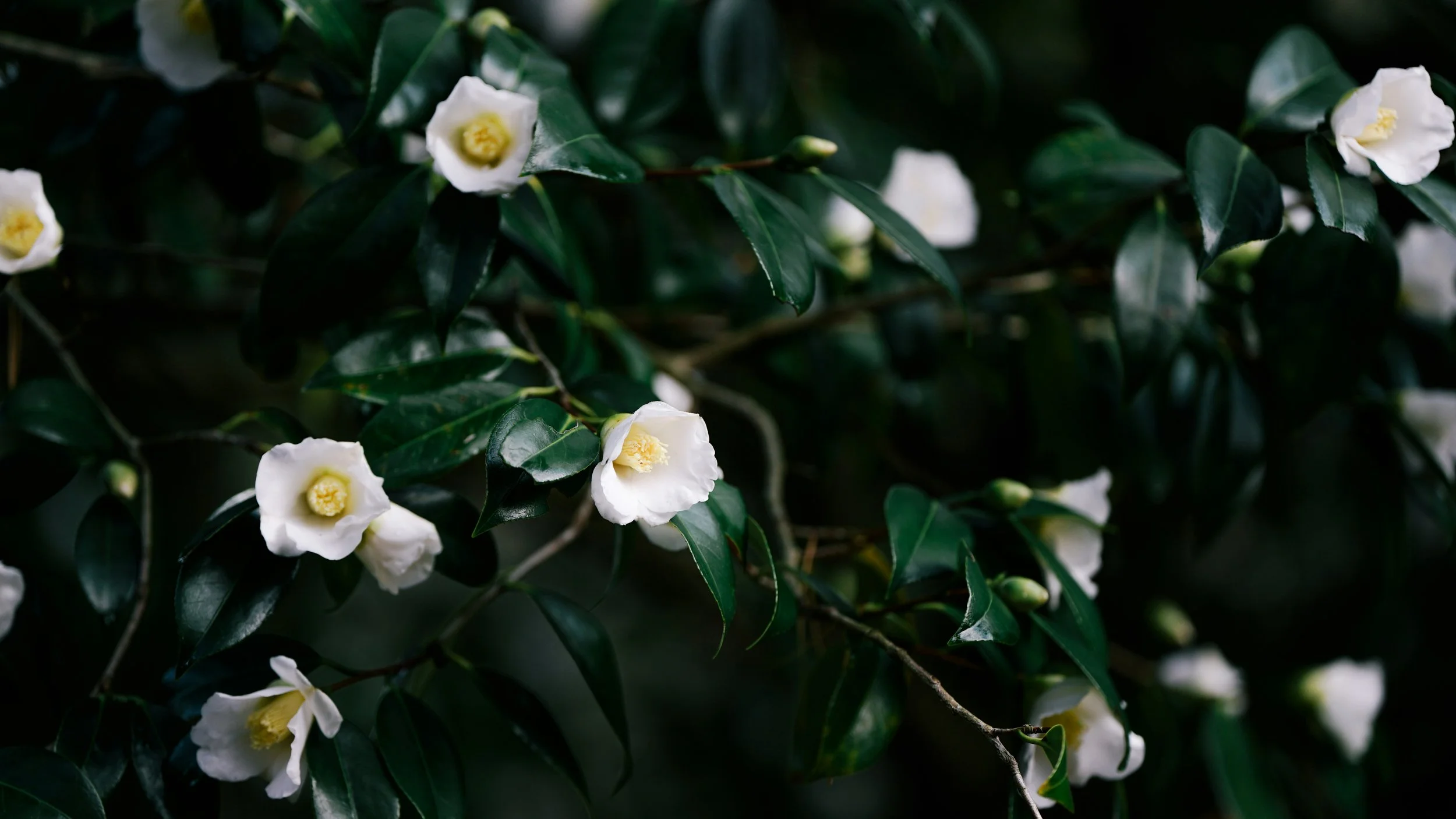 White flowers with yellow centers blooming on dark green leafy plant.