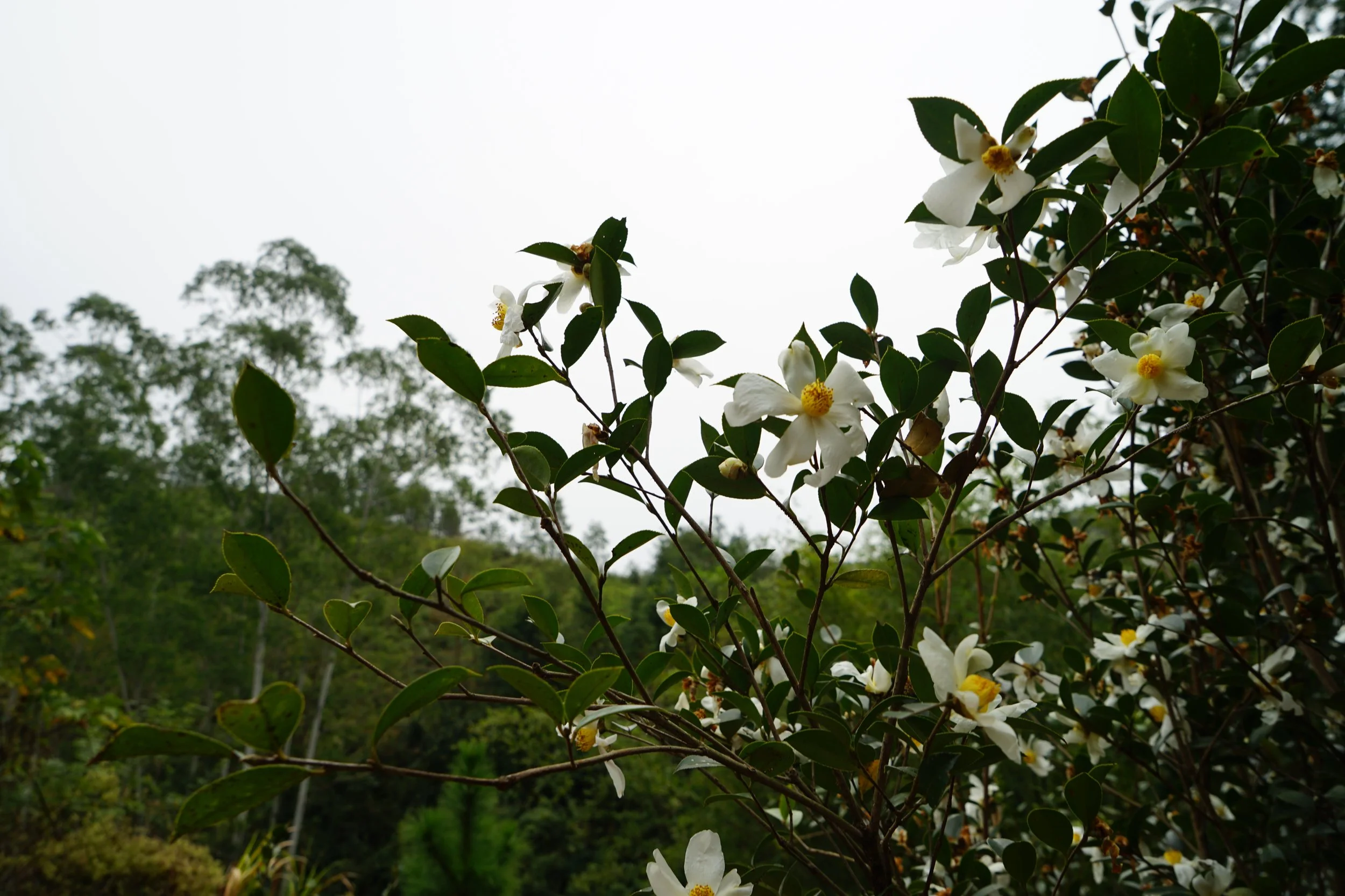 White flowers with yellow centers on a shrub, with a background of trees and overcast sky.
