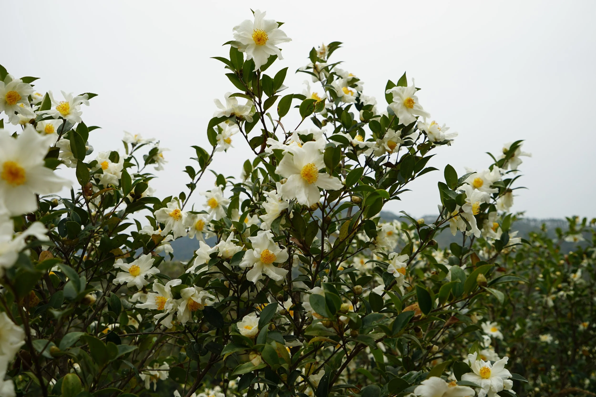 A bush with white flowers and green leaves against an overcast sky.