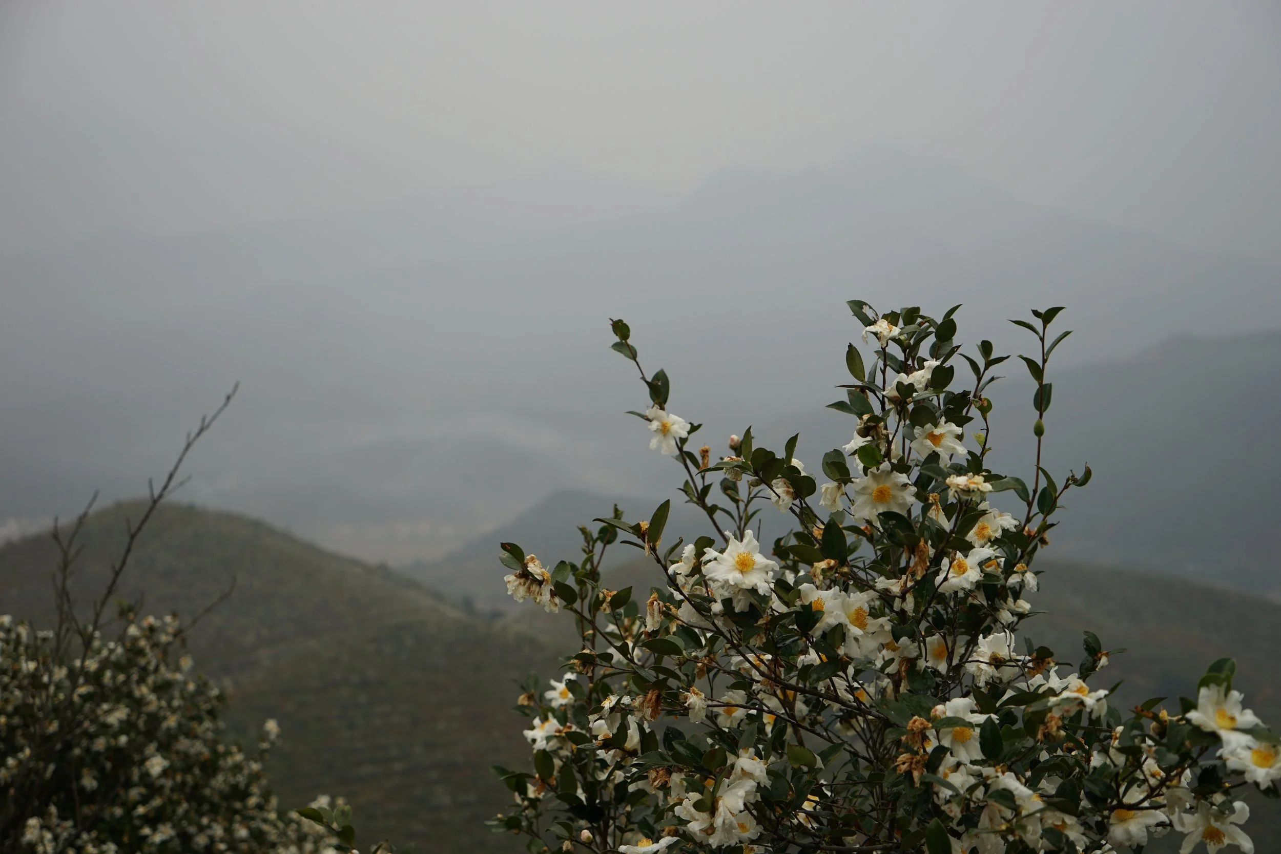 White flowering shrub in front of foggy mountainous landscape.