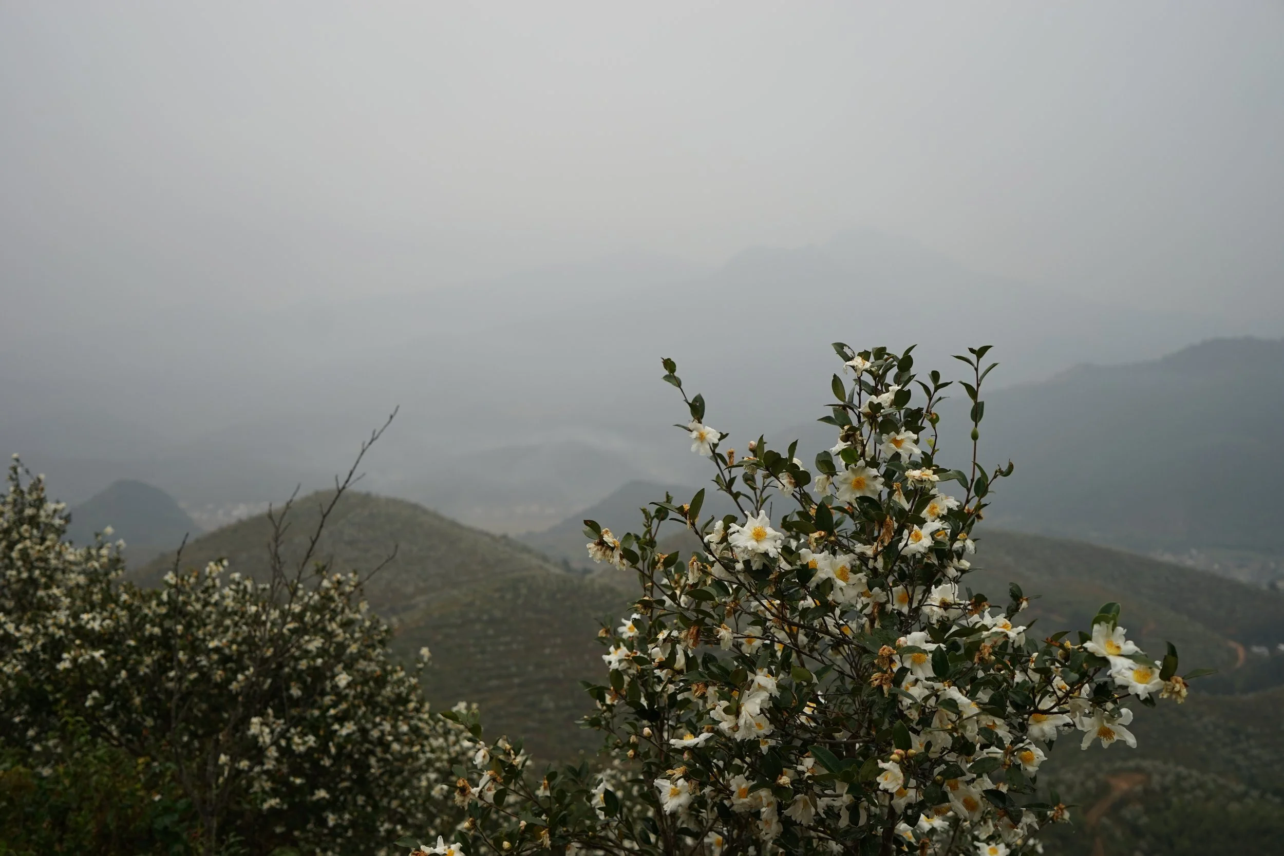 Flowering shrub on a misty mountainous landscape with overcast sky.