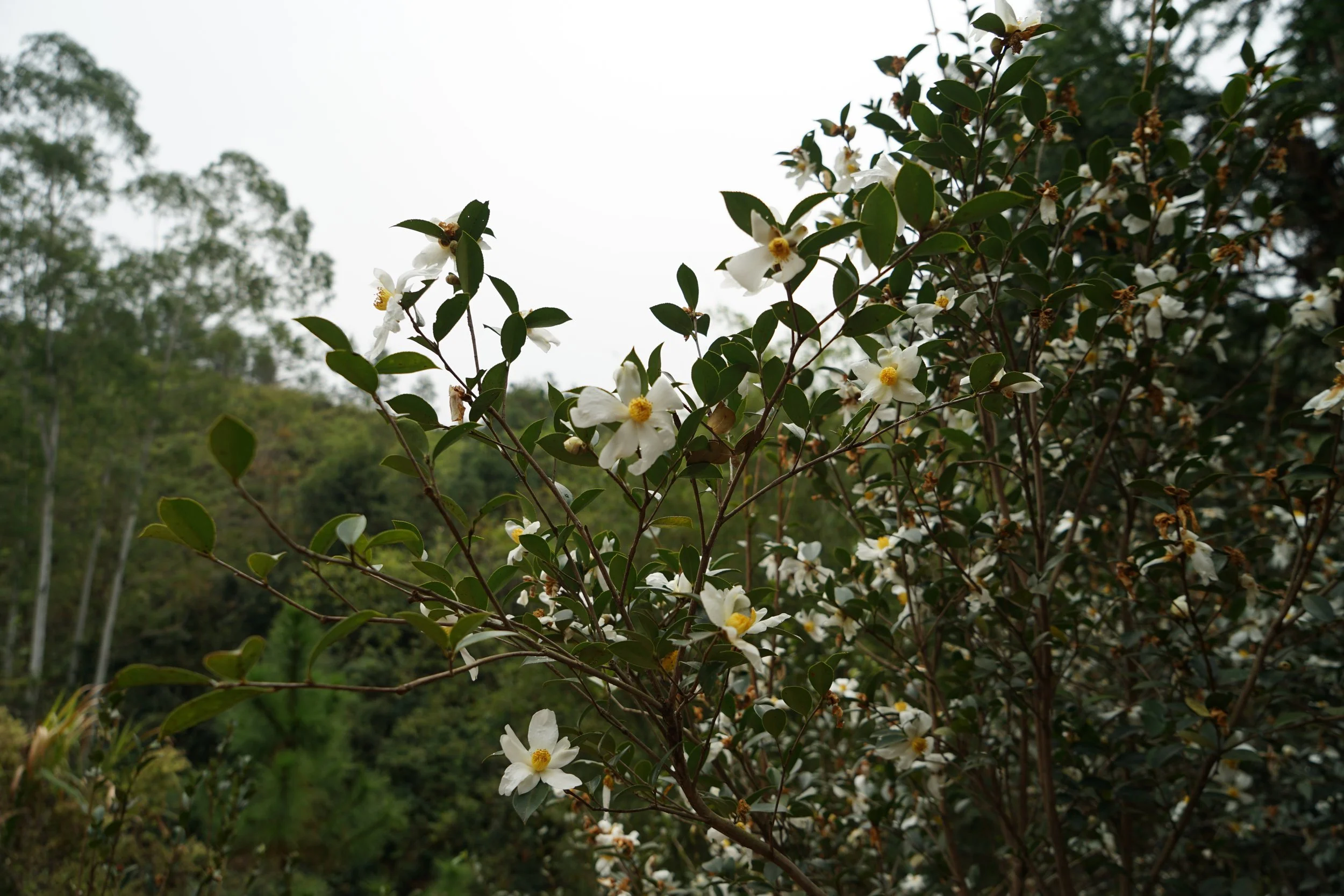 A flowering shrub with white flowers and dark green leaves in a natural outdoor setting.