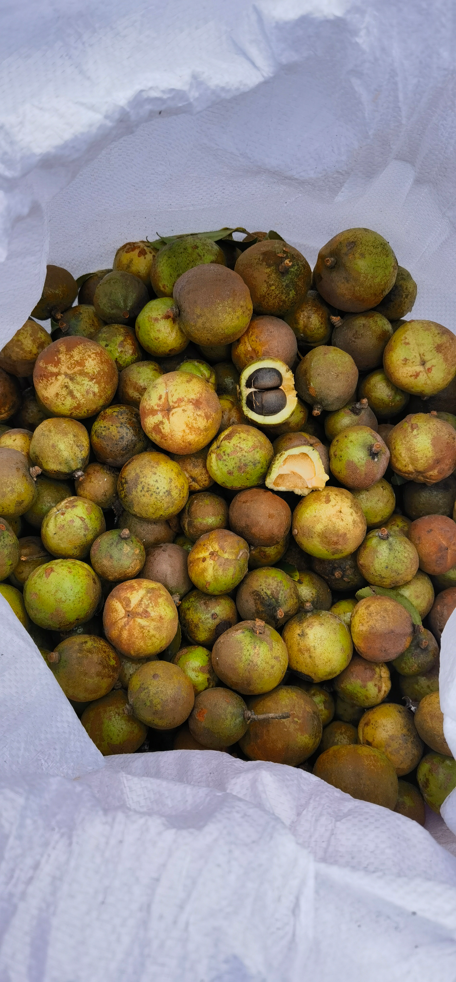 Camellia seeds sun-drying after the autumn harvest