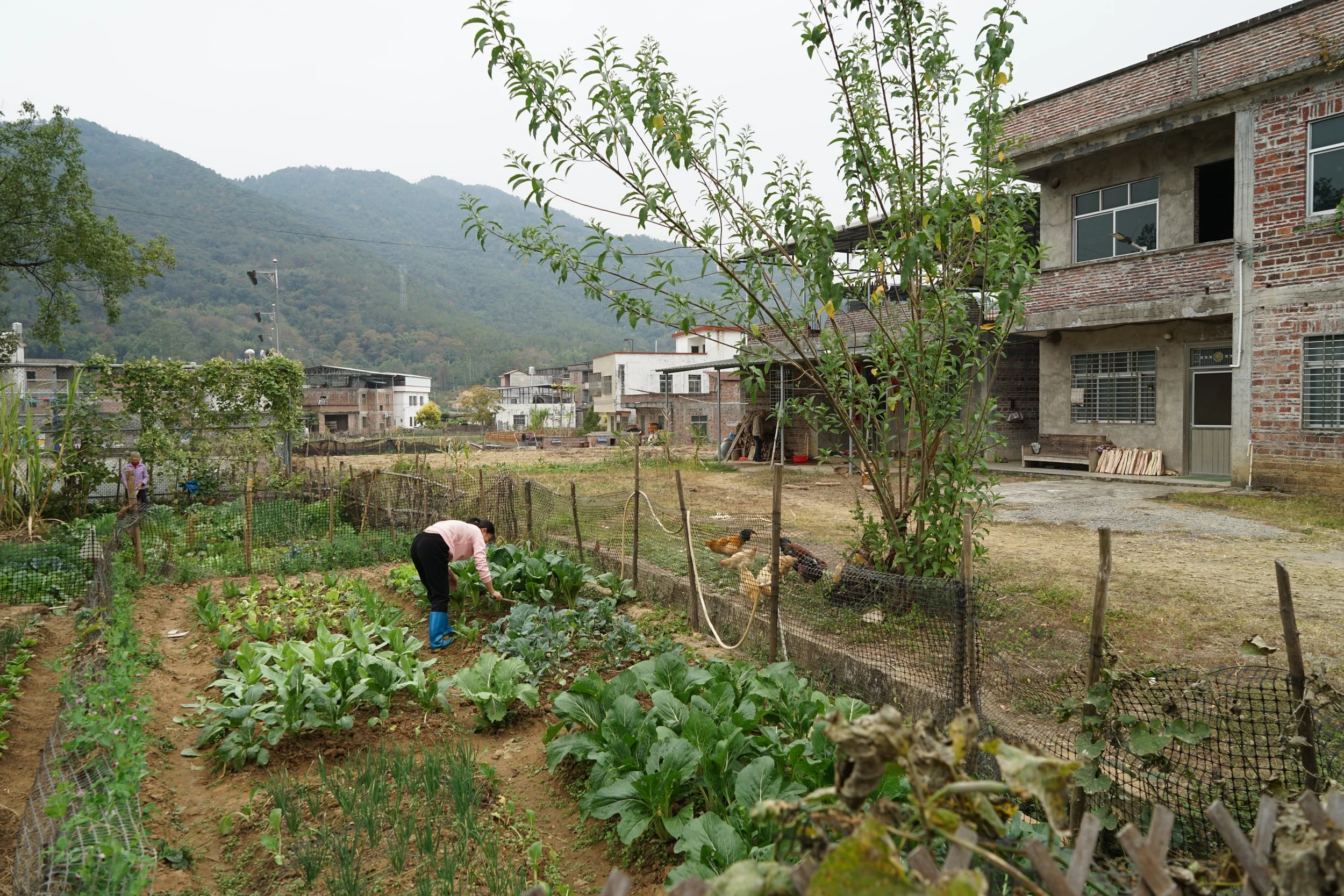 Person gardening in a vegetable plot with chickens nearby, near brick and concrete houses with mountainous background.