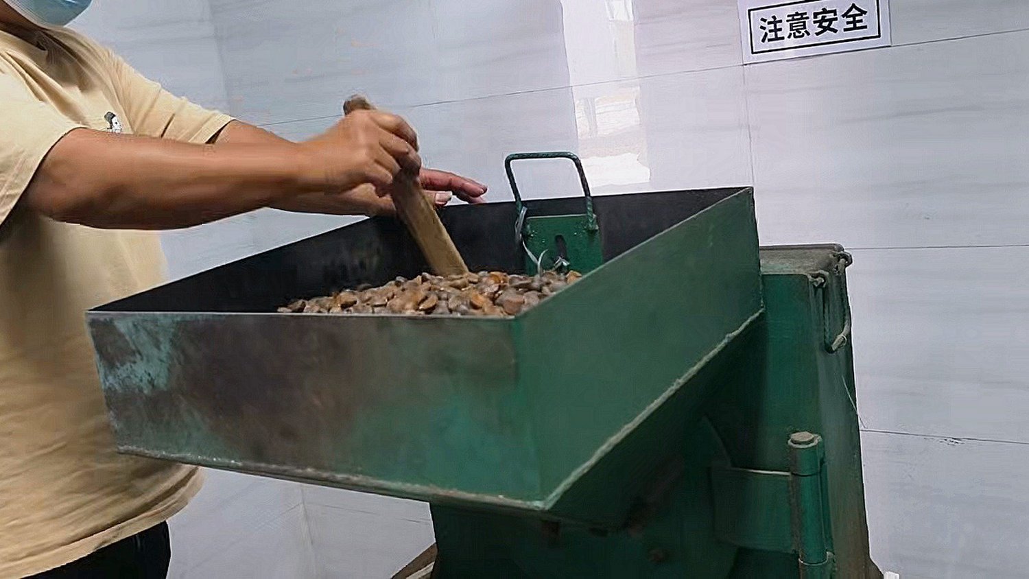 Dried camellia seed being fed into the mill at the on-site processing facility