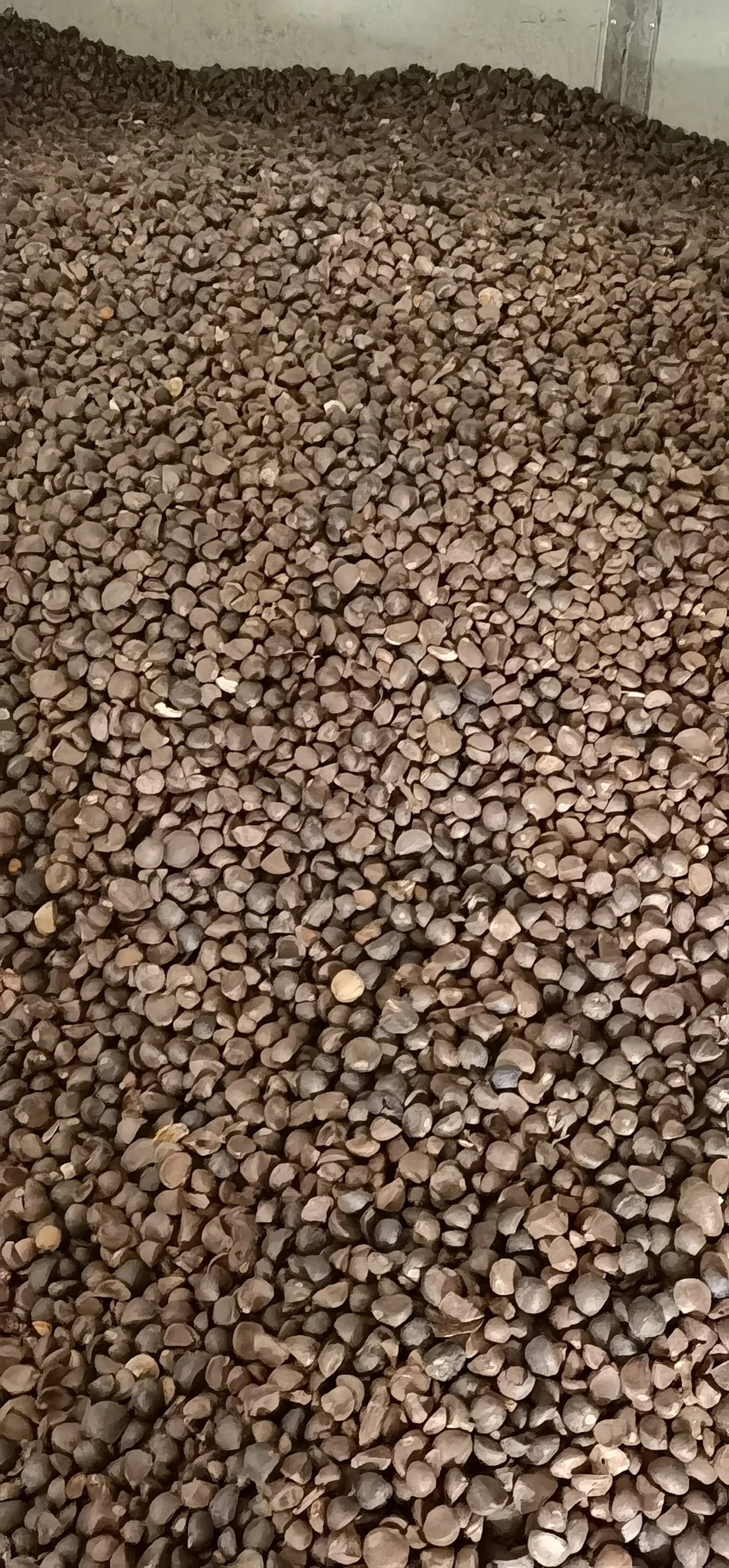 Camellia seeds sun-drying after the autumn harvest