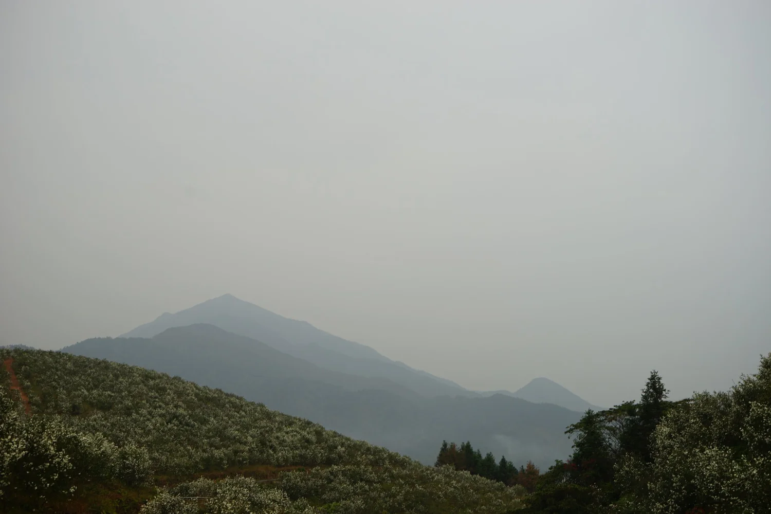 Oil-tea groves in the Wanlv Lake water-source protection zone