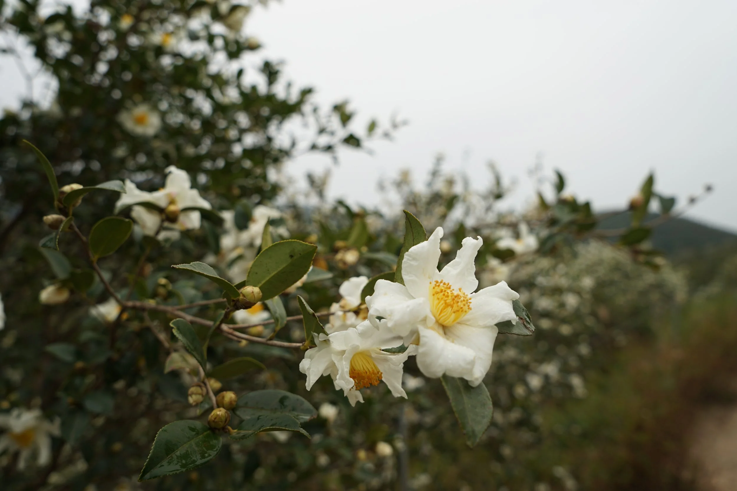 White camellia flowers on a bush with green leaves and buds, against a cloudy sky and distant hilly landscape.