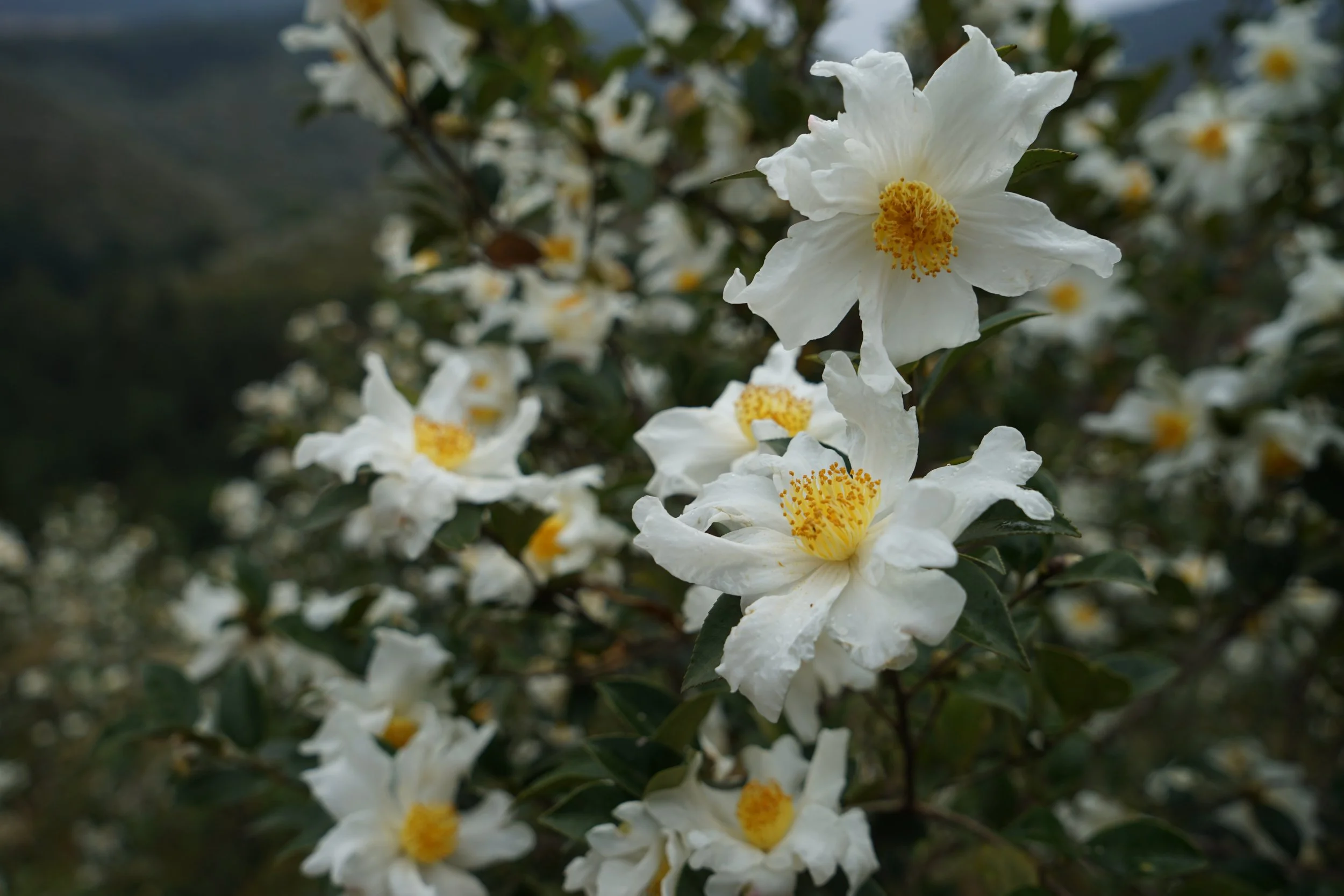 Close-up of white flowers with yellow centers on a plant, with dark green leaves and blurred background.