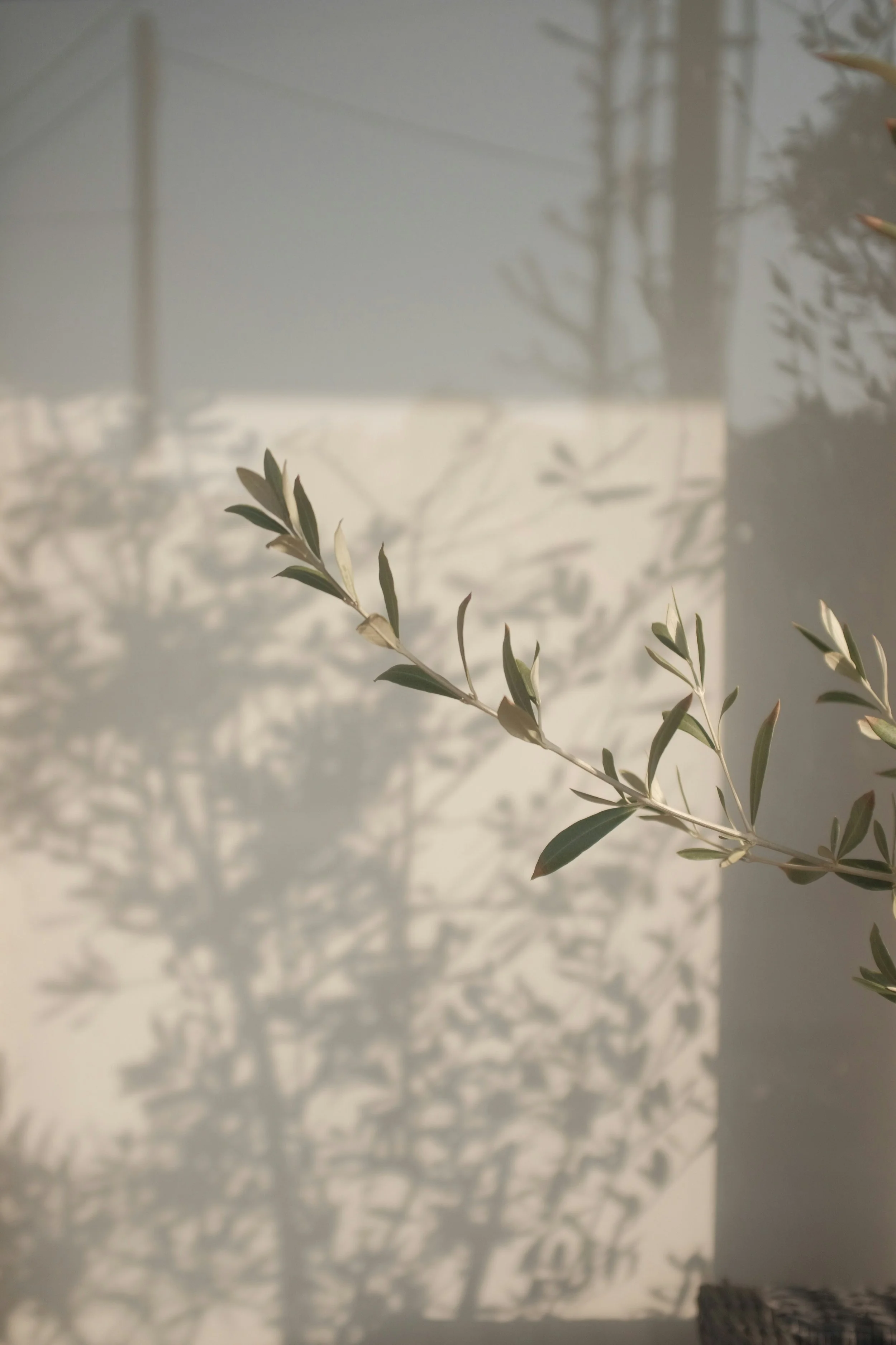A close-up of an olive branch with shadow cast on the wall behind it.